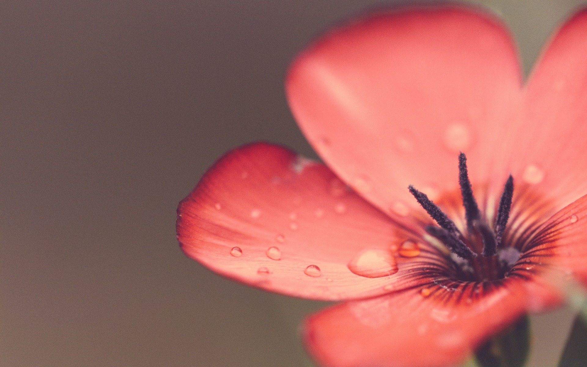 makro kwiat rozmycie natura jeden lato martwa natura płatek delikatny flora