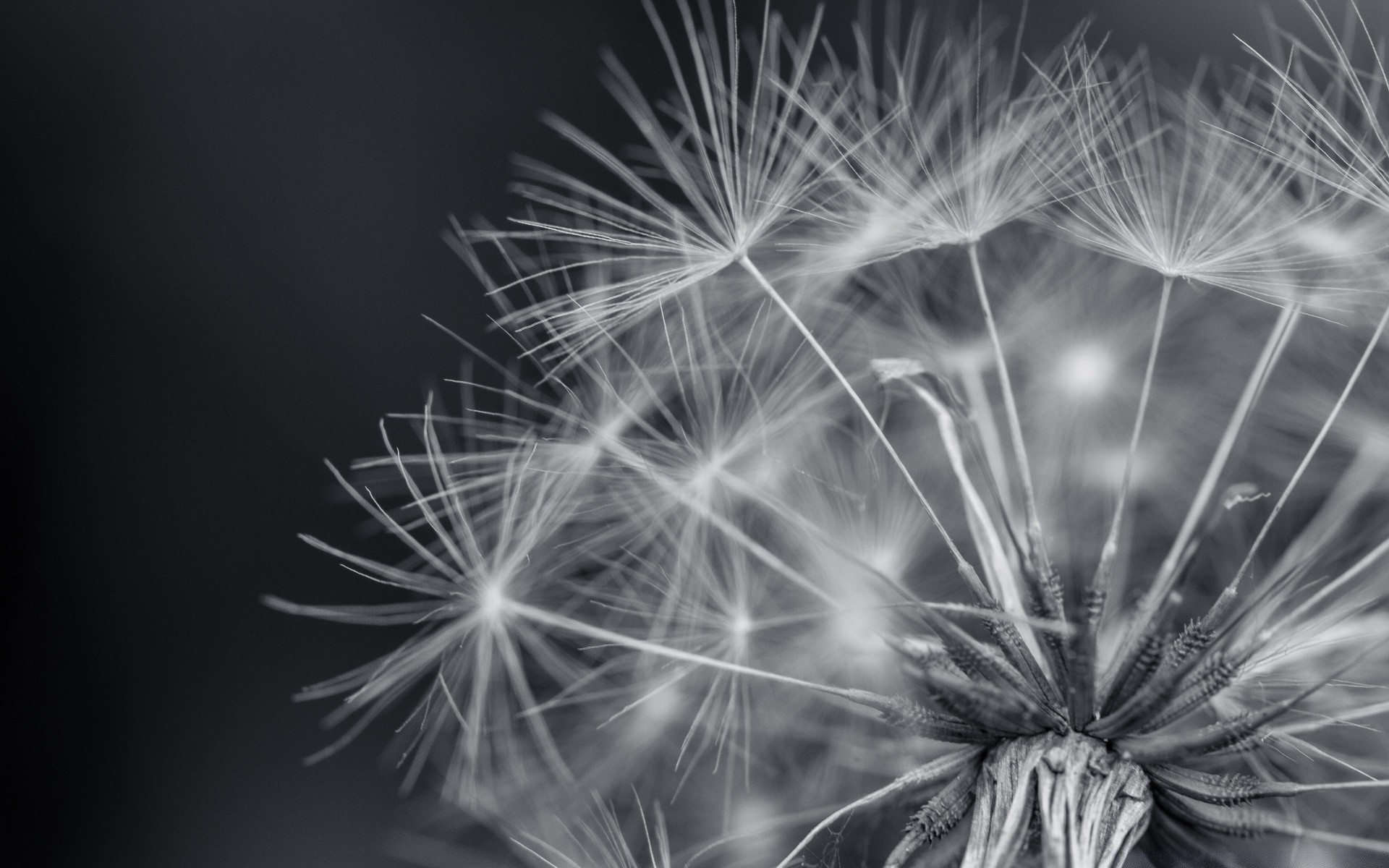 macro dente di leone fuochi d artificio monocromatico fiamma luminoso festival natura lampi lanuginoso erbaccia tagliente razzo