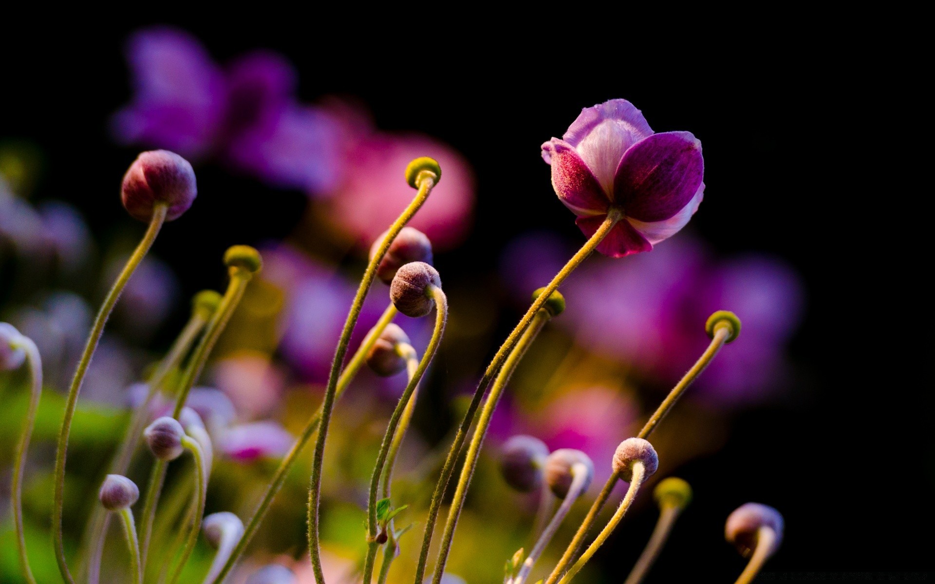 macro nature fleur flore jardin couleur été lumineux croissance feuille floral cosse belle pétale bluming délicat à l extérieur