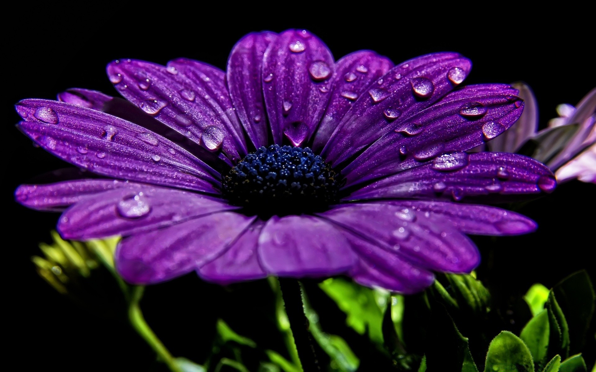 macro fiore natura flora giardino estate petalo fiore floreale colore foglia viola bella vivid close-up botanico stagione