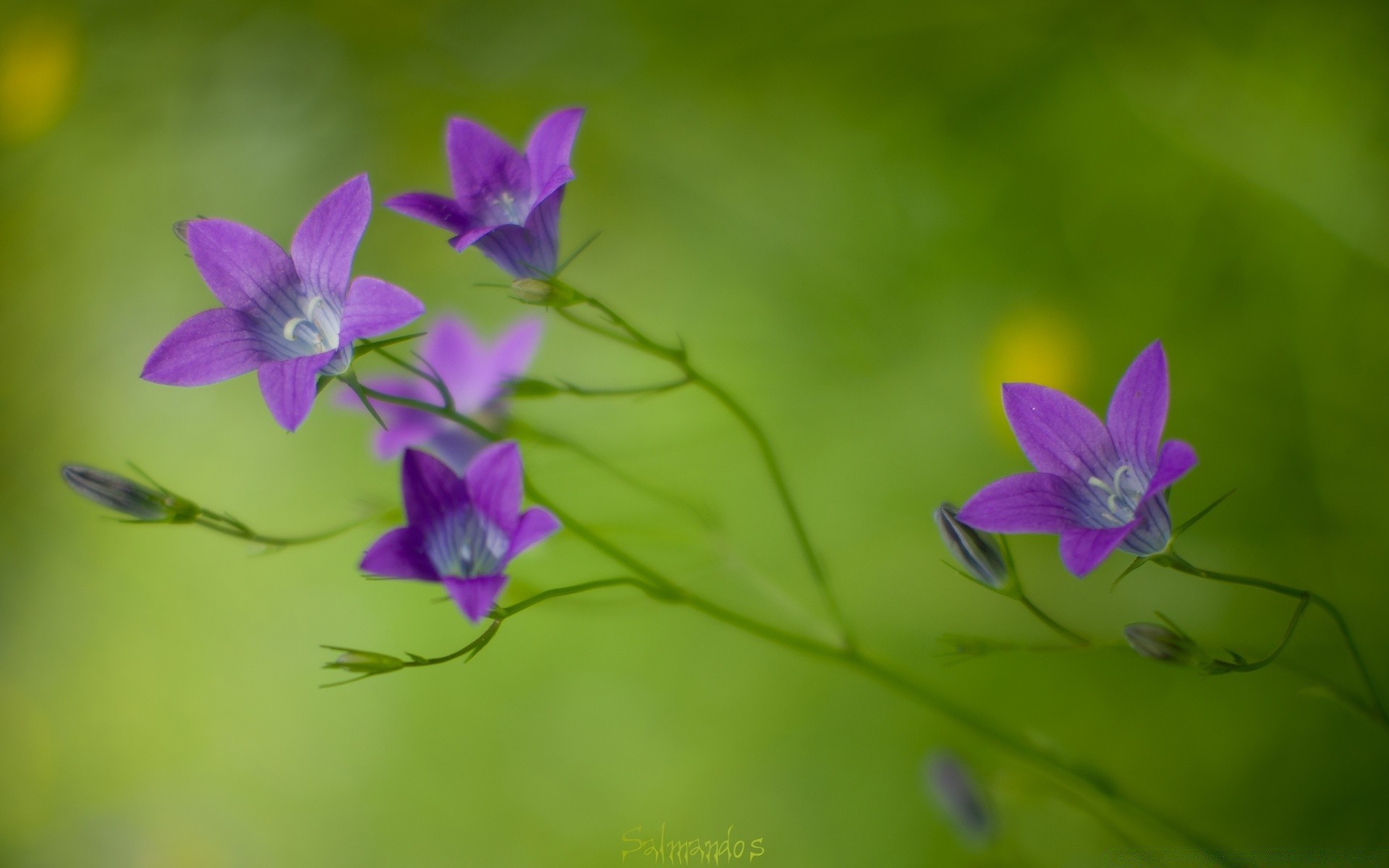 macro fiore natura flora foglia estate giardino crescita delicato viola petalo all aperto selvaggio fioritura erba floreale sfocatura