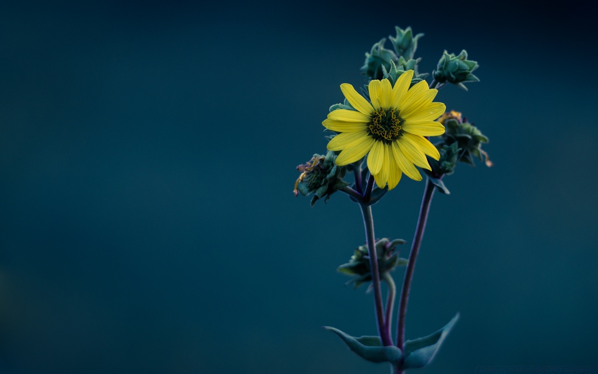 makro fotoğrafçılığı çiçek doğa yaz flora yaprak renk büyüme parlak