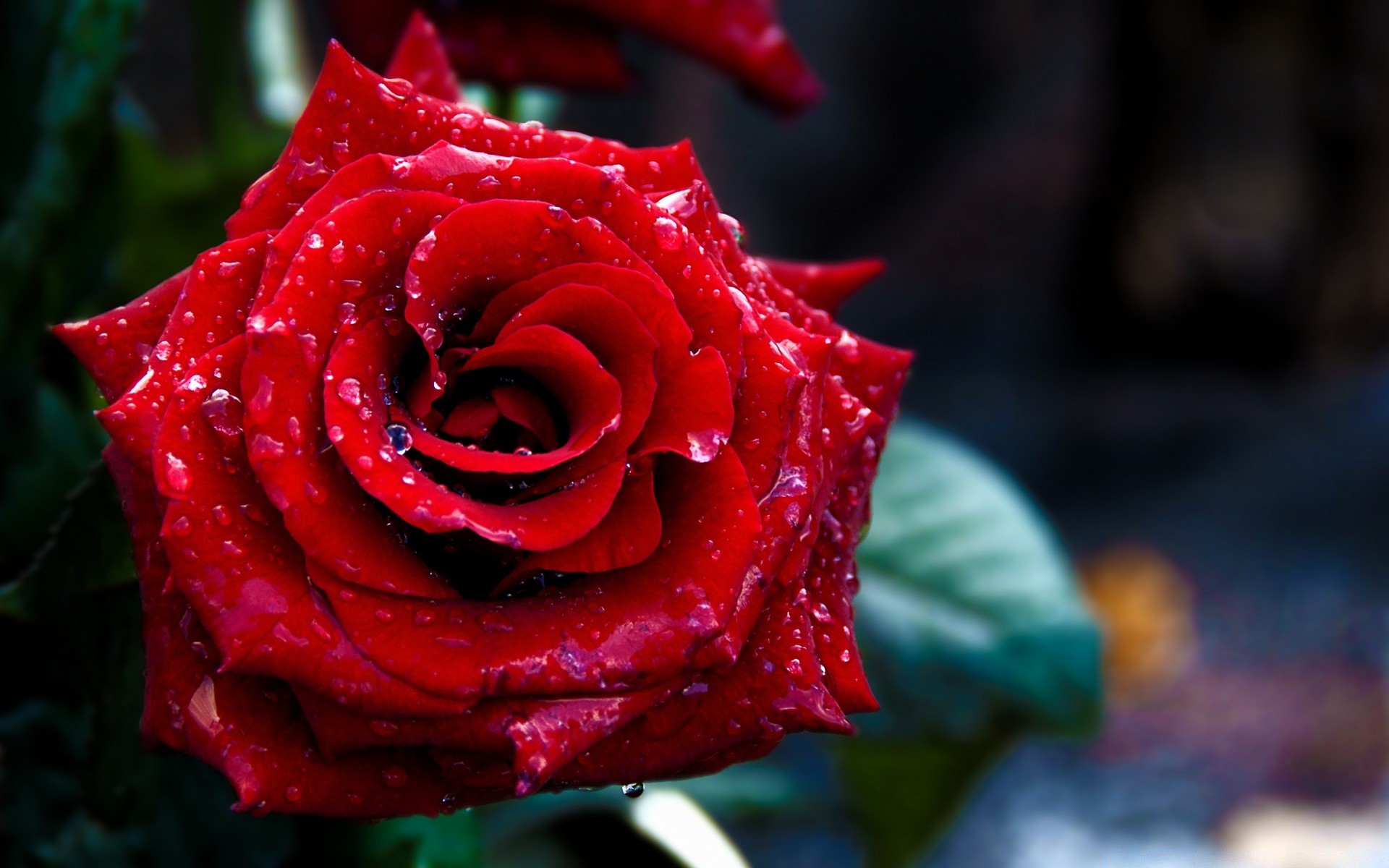 makro fotoğrafçılığı gül çiçek taçyaprağı aşk romantizm çiçeklenme romantik doğa hediye çiçek düğün yaprak buket bahçe flora yıldönümü