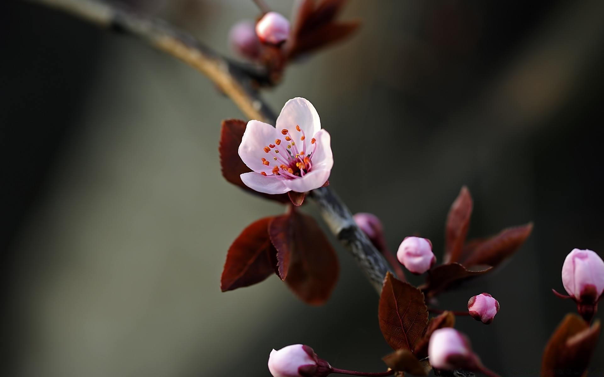 macro flor maçã cereja ameixa borrão ramo árvore natureza damasco amigo folha páscoa pêssego ao ar livre dof delicado