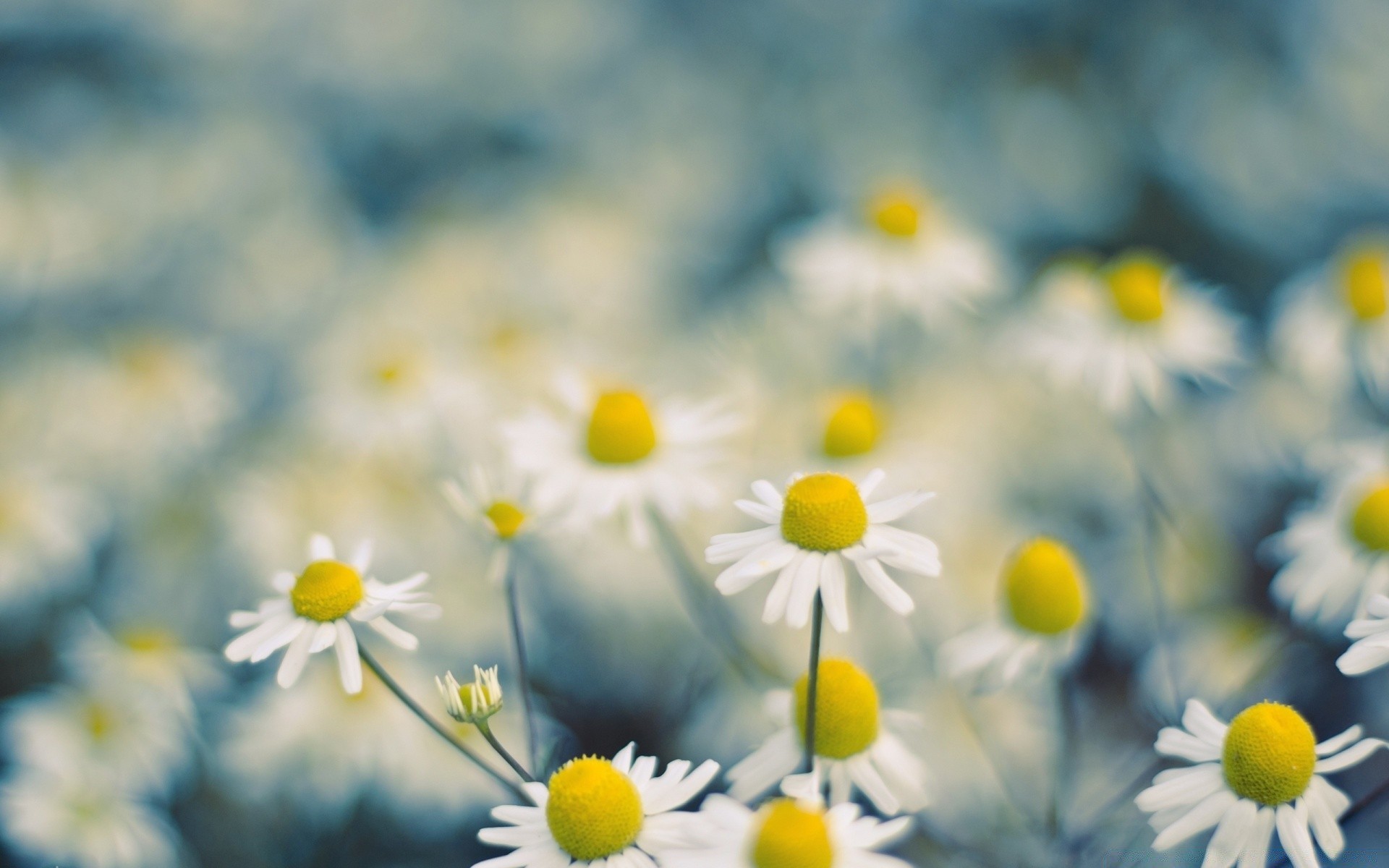 makroaufnahme blume natur gänseblümchen sommer hell feld farbe flora gutes wetter unschärfe heuhaufen jahreszeit sonne gras