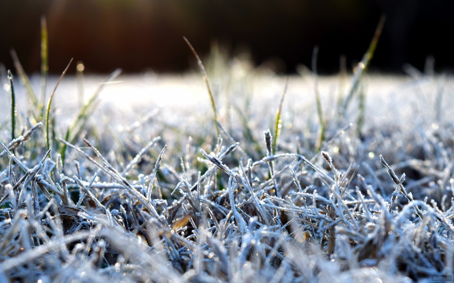 macro grass nature flora frost outdoors field close-up dry season rural fair weather hayfield growth winter desktop garden leaf summer sharp