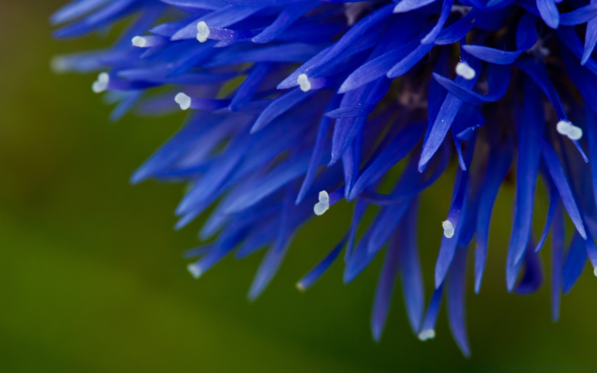 macro nature fleur flore jardin gros plan pétale couleur à l extérieur bluming été floral feuille lumineux saison