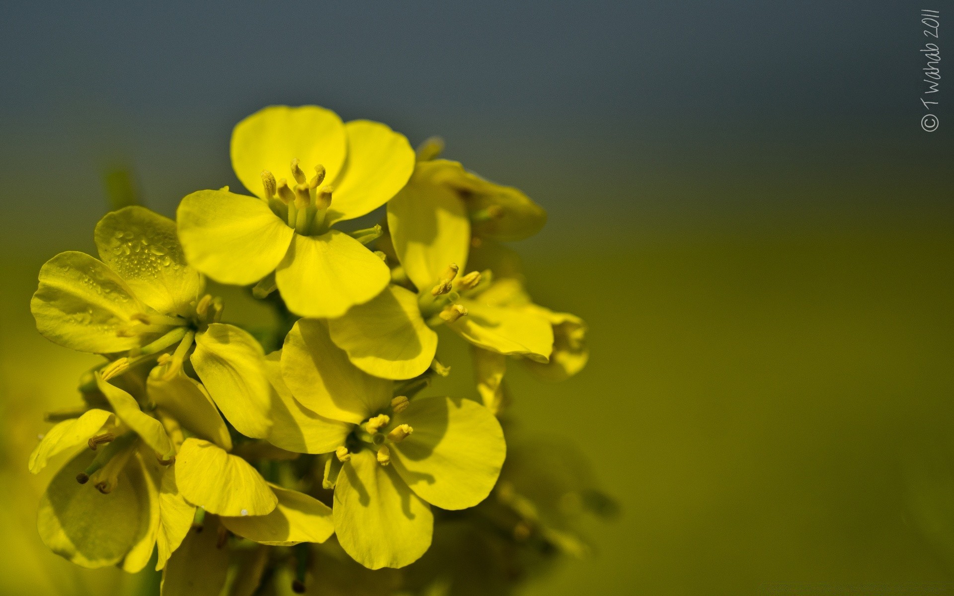 photographie macro fleur nature flore feuille à l extérieur été