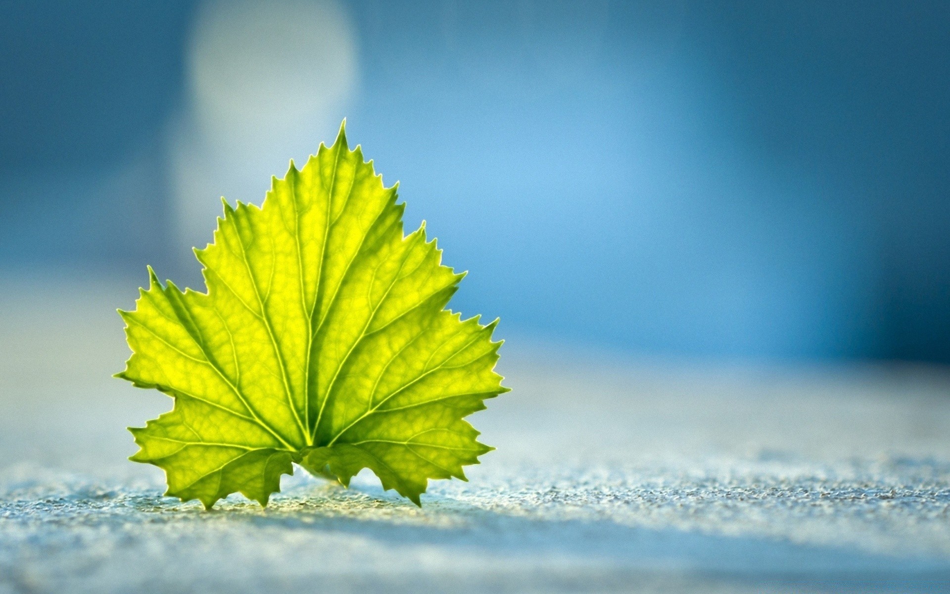 fotografía macro naturaleza al aire libre hoja sol cielo buen tiempo verano otoño