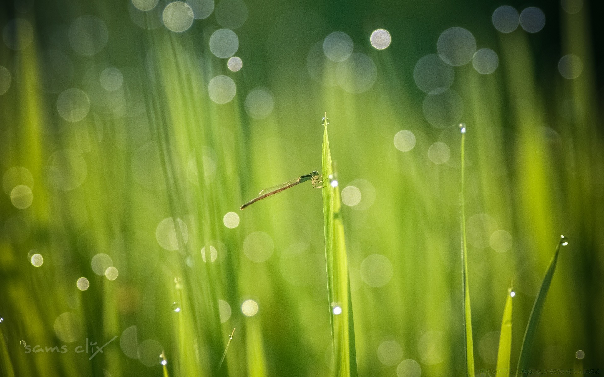 macro rugiada pioggia caduta foglia flora giardino erba gocce crescita prato lussureggiante lama ambiente alba freschezza purezza natura bagnato gocce fieno