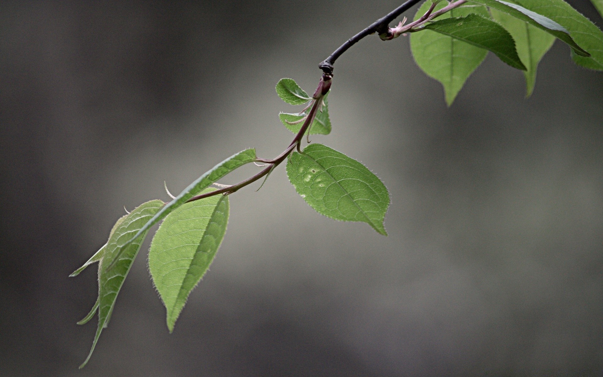 macro leaf flora growth nature tree branch environment garden outdoors lush vine