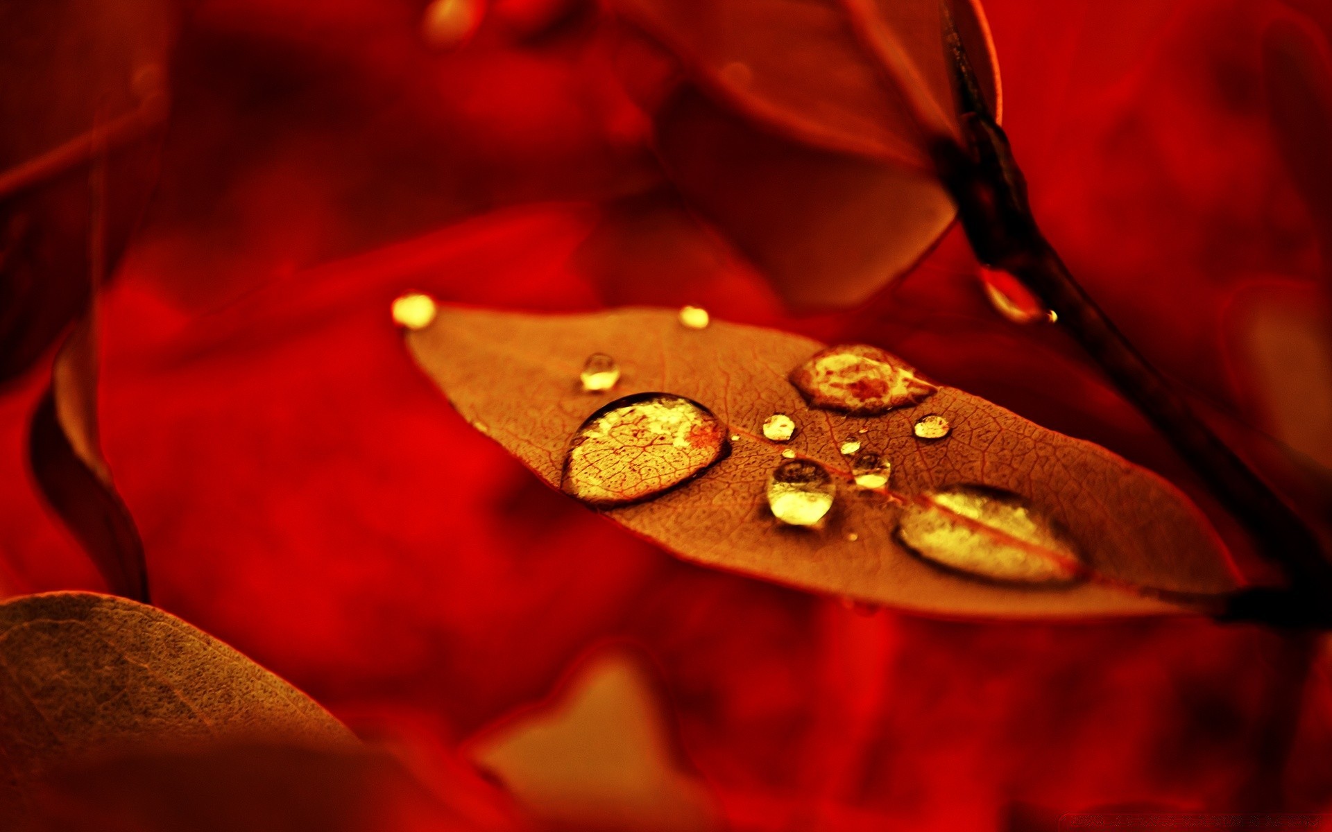 macro feuille couleur texture bureau or fleur automne nature morte lumière unique