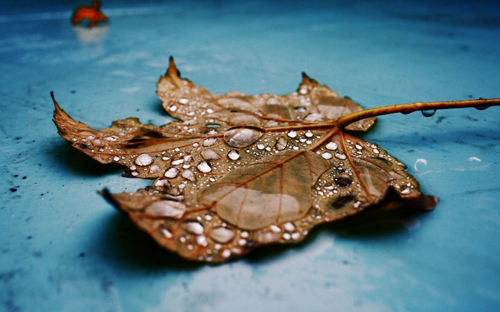 macro nature eau bureau feuille couleur mer