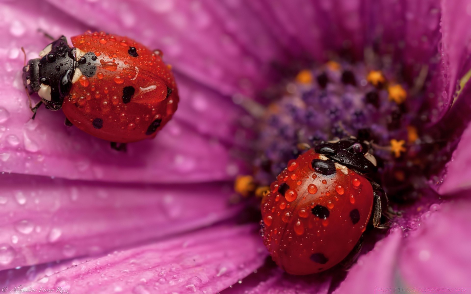 macro insect nature flower ladybug flora summer beetle garden color close-up bright little beautiful leaf tiny desktop biology pollen petal