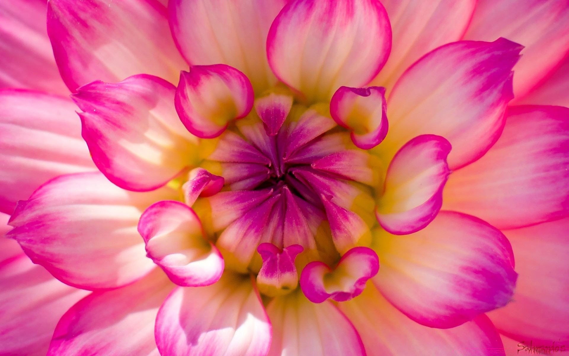 macro flower nature color beautiful petal floral garden bright dahlia flora blooming summer vibrant head delicate close-up