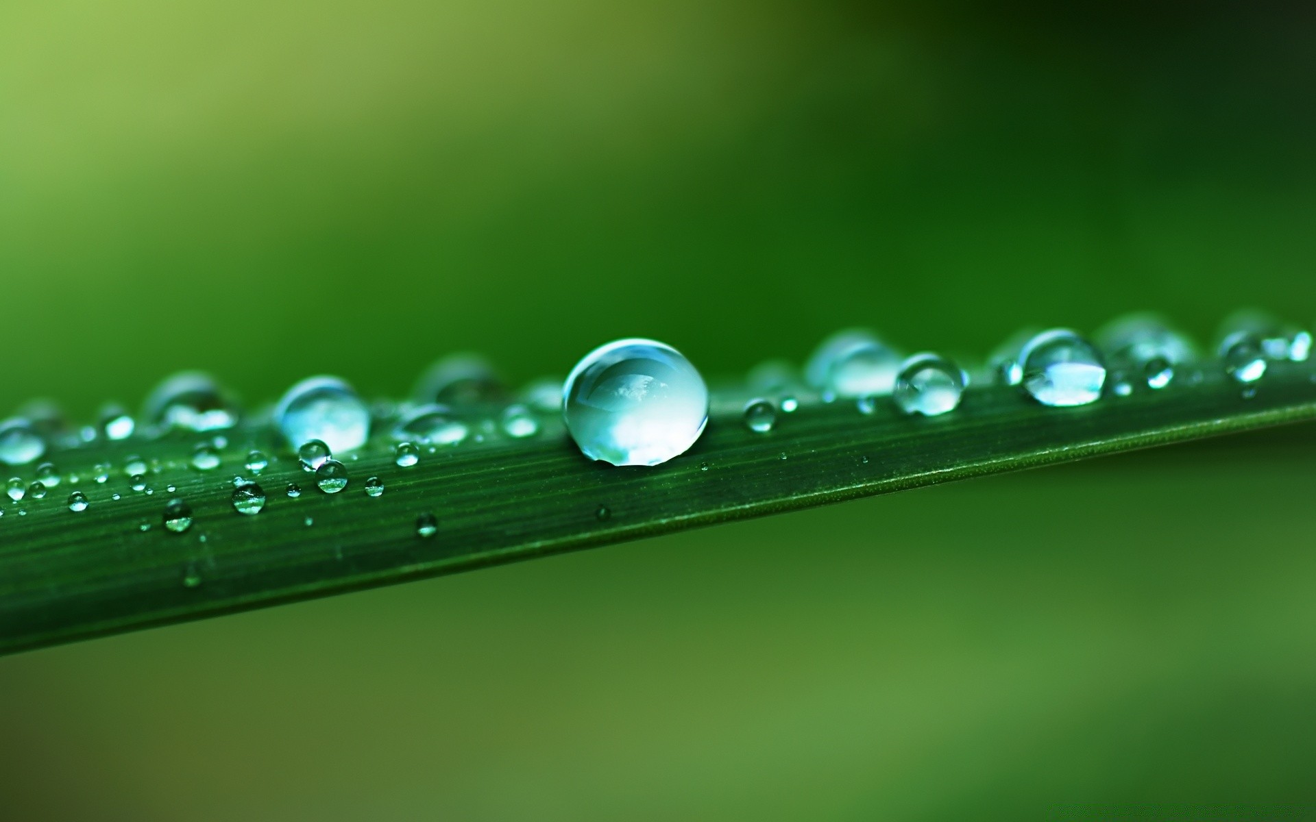 macro dew rain drop droplet wet water raindrop purity leaf clean nature grass liquid waterdrop flora freshness clear growth