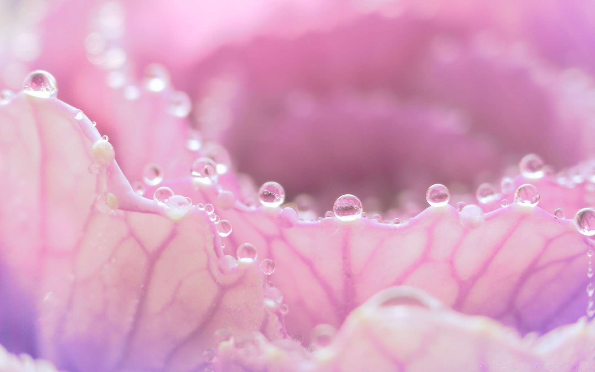 macro flower dew close-up desktop drop nature botanical flora garden blooming beautiful color rose petal floral freshness rain close water gift