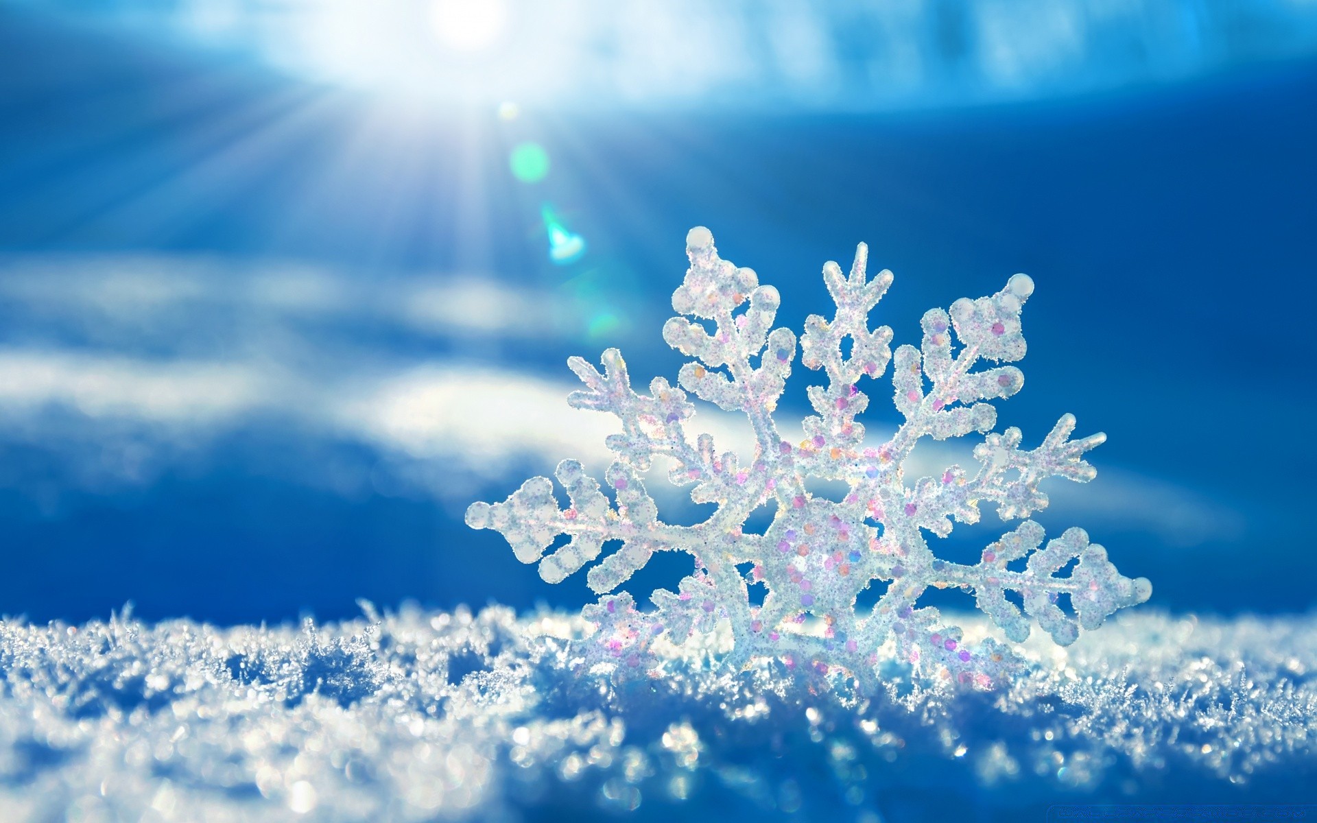 makro fotoğrafçılığı kış kar frost noel sezon kar tanesi soğuk donmuş buz masaüstü doğa ağaç ayaz parlak renk hava durumu ışık