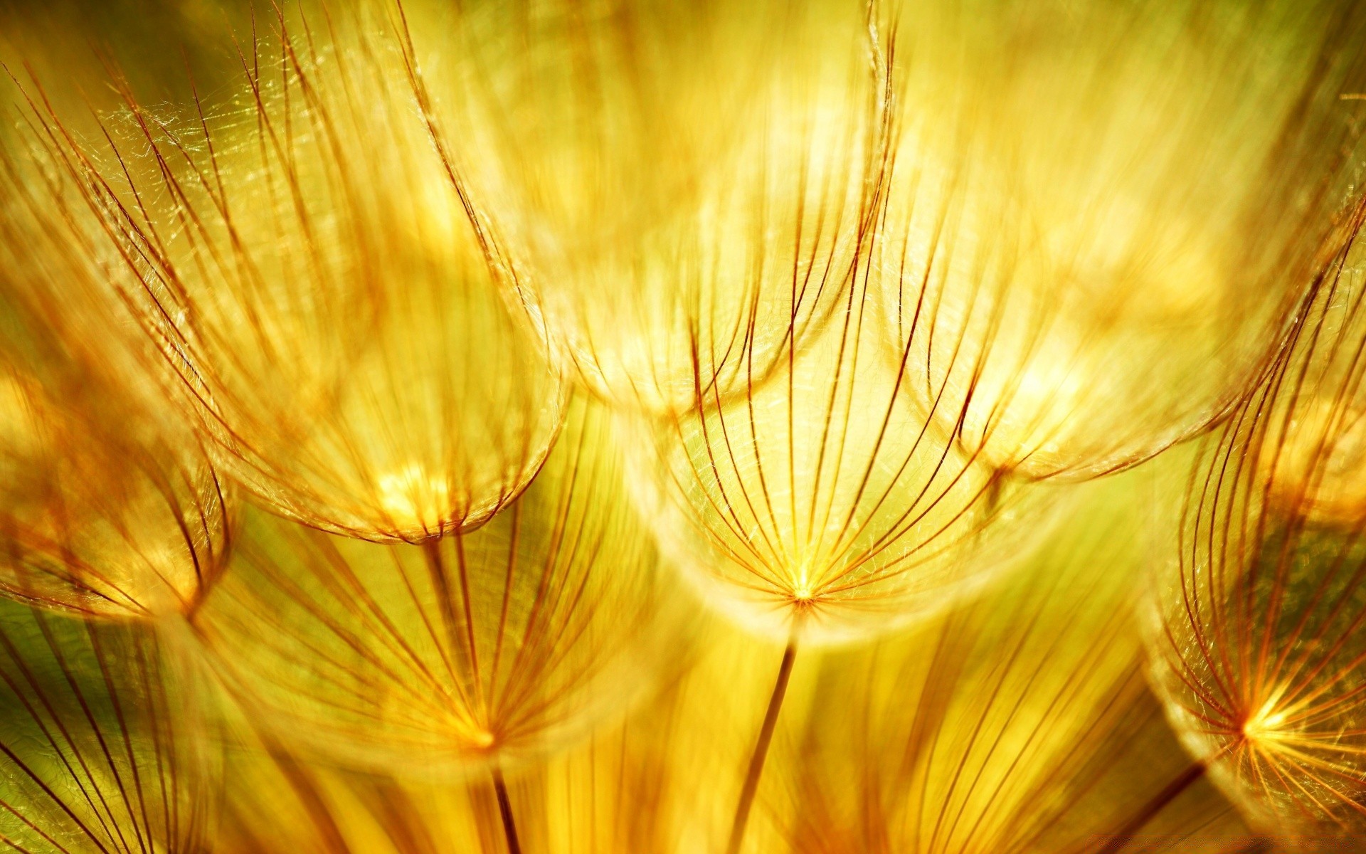 macro nature bureau résumé lumineux couleur été conception texture art papier peint