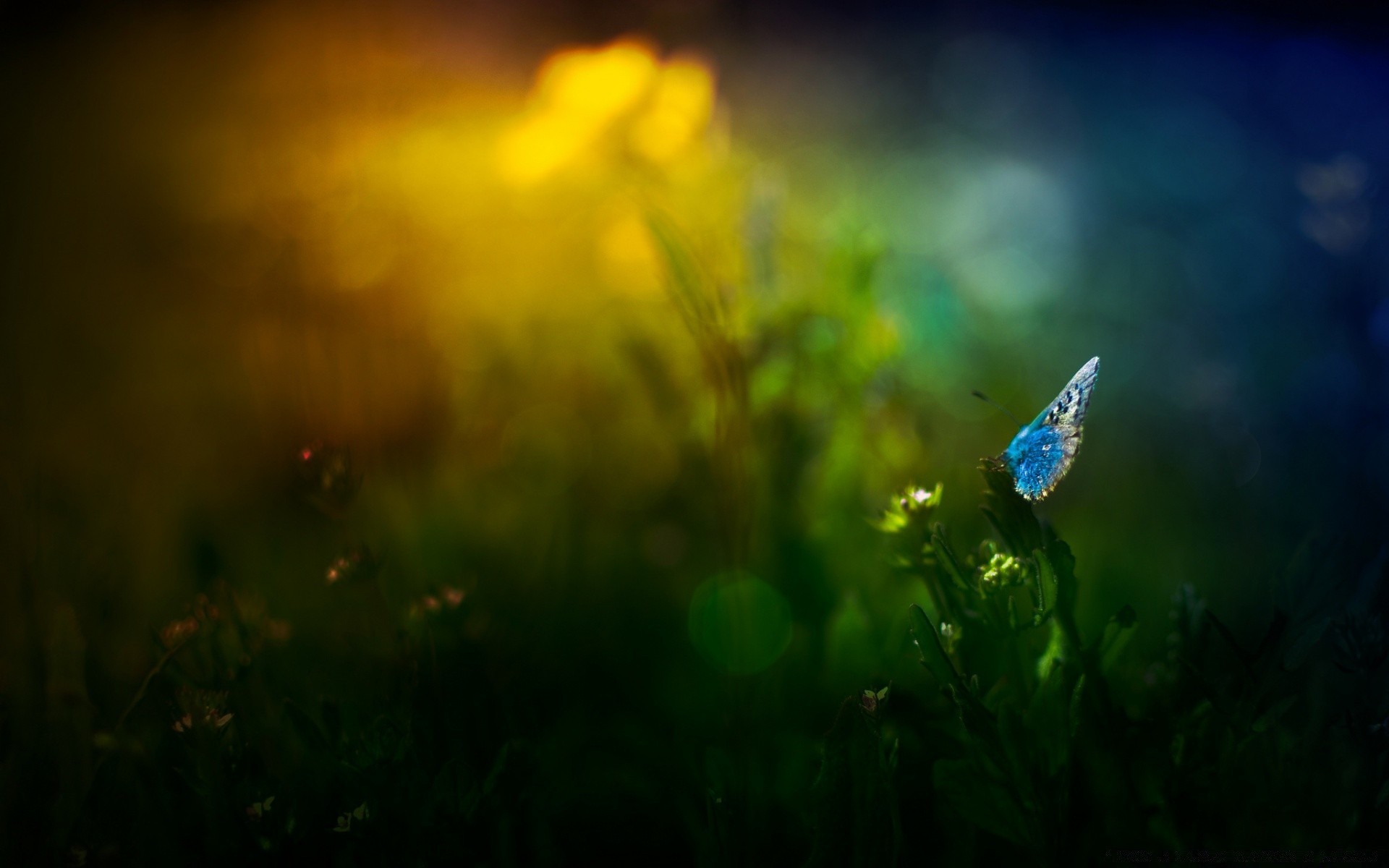 fotografia macro grama flor luz amanhecer paisagem campo sol feno natureza borrão bom tempo ao ar livre jardim flora pôr do sol dof pastagens verão