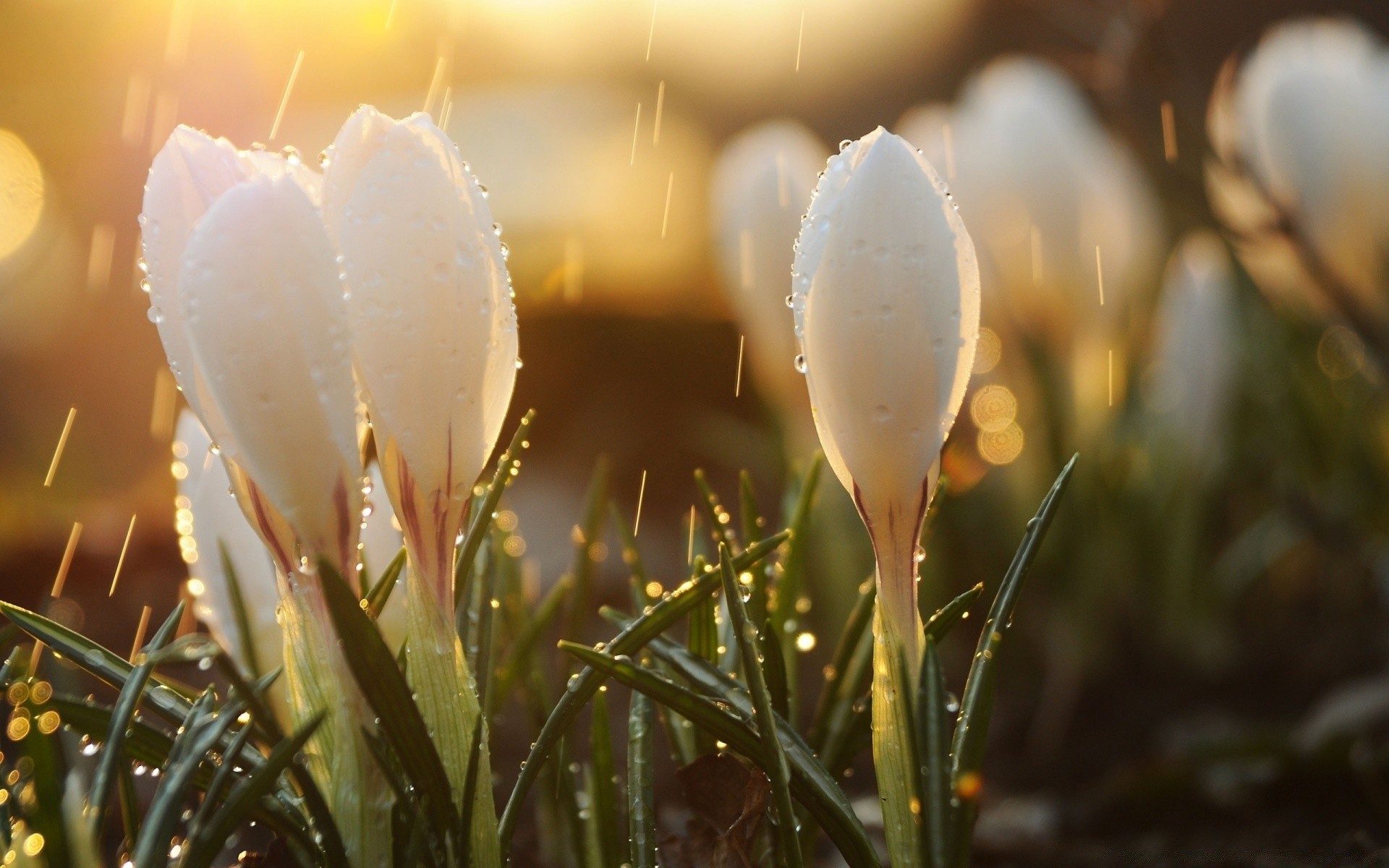 macro nature flower easter grass outdoors blur fair weather summer leaf field sun tulip