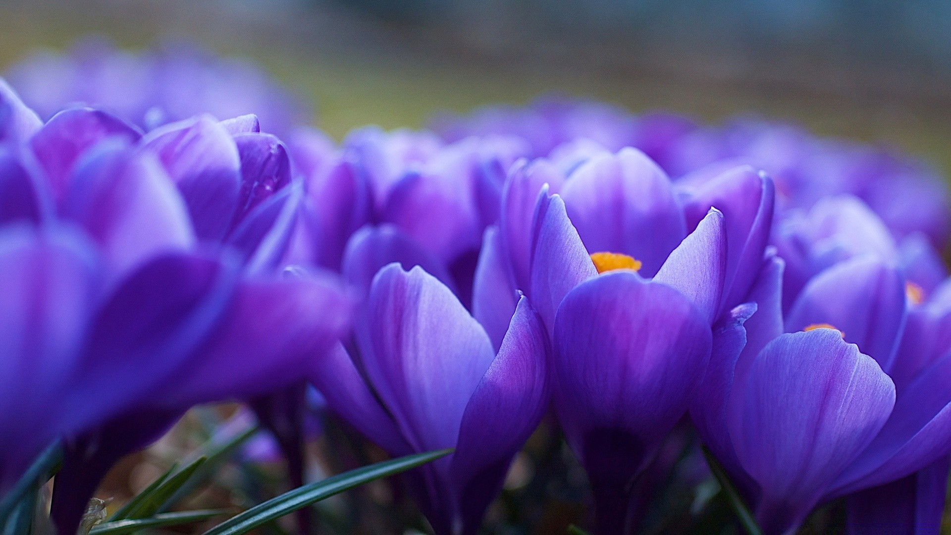 macro flower nature crocus flora garden color floral easter blooming leaf petal violet bulb close-up bright beautiful season purple outdoors