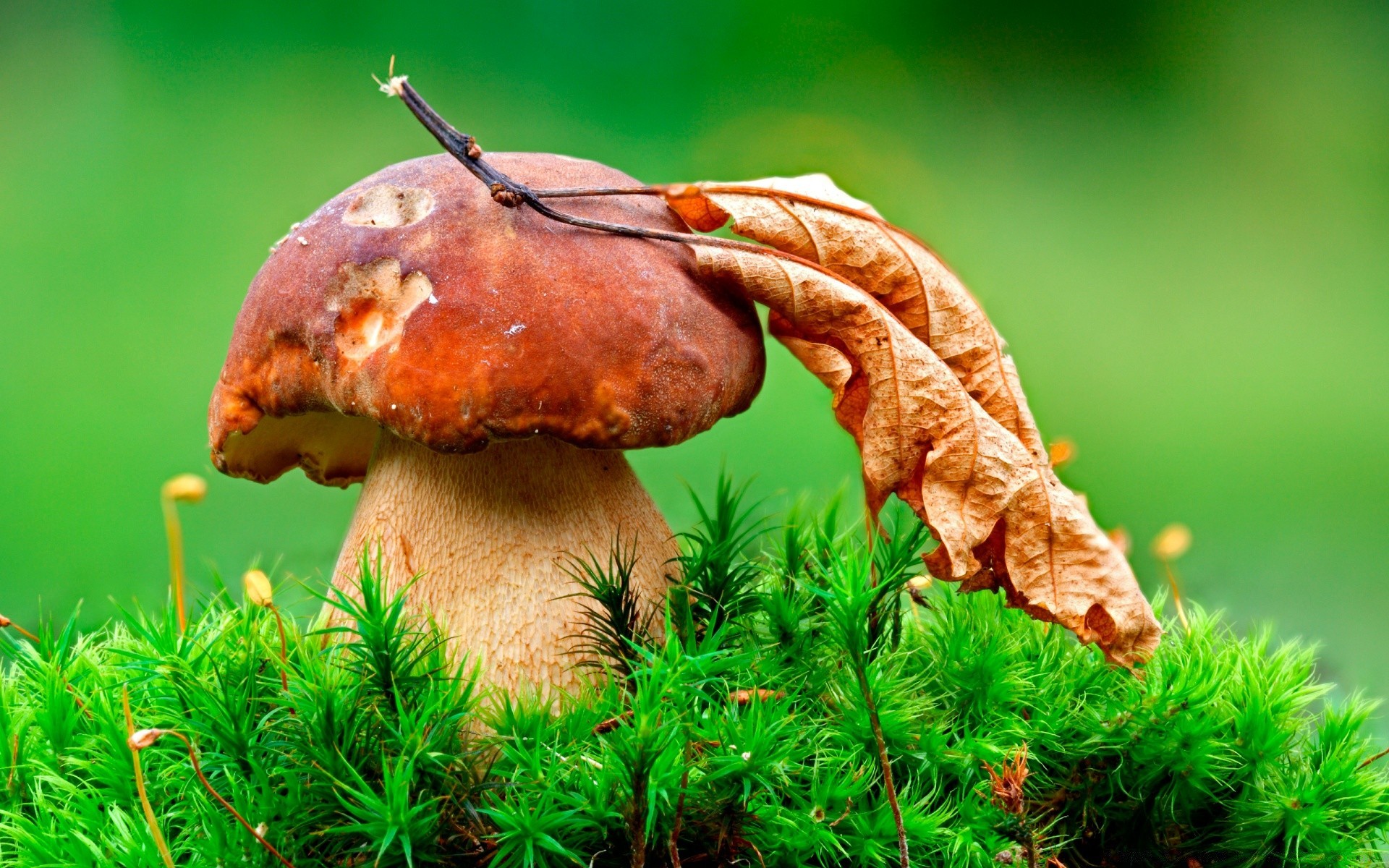 macro champignon champignon nature herbe alimentaire borovik flore automne bois feuille été à l extérieur comestible pâturage croissance sauvage