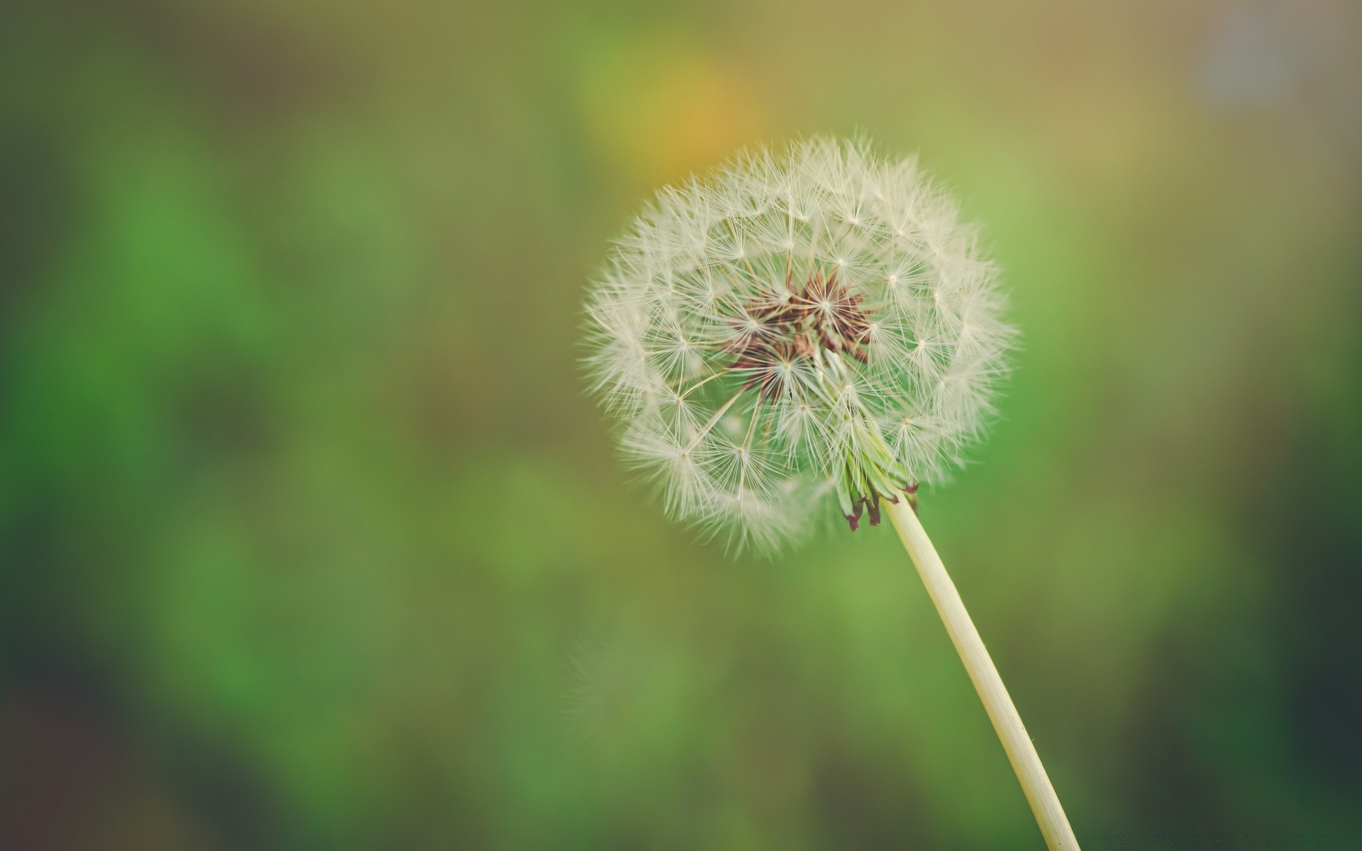 macro nature flora flower dandelion summer growth grass leaf seed outdoors garden bright hayfield delicate close-up environment weed