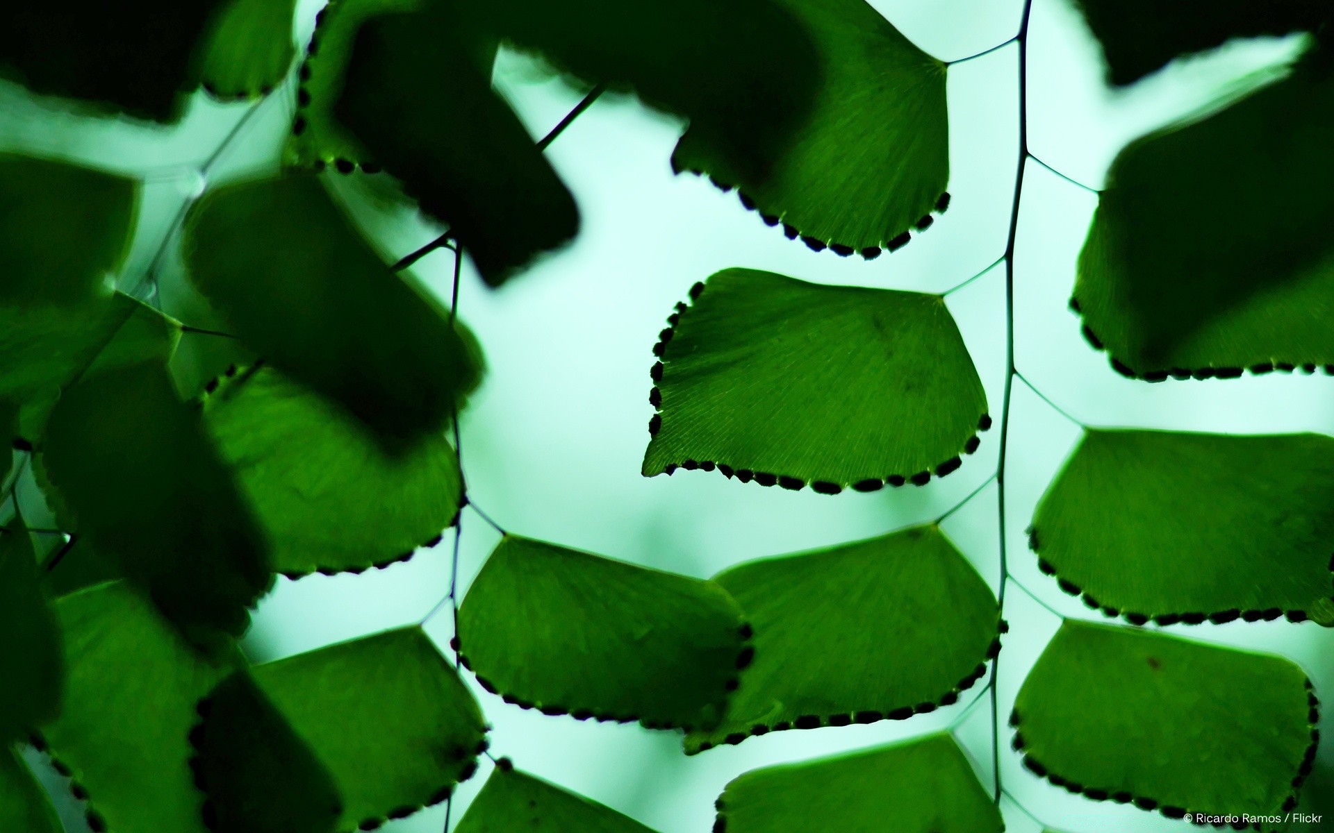 makro liść flora natura wzrost ogród zbliżenie pulpit kolor światło jedzenie tekstura