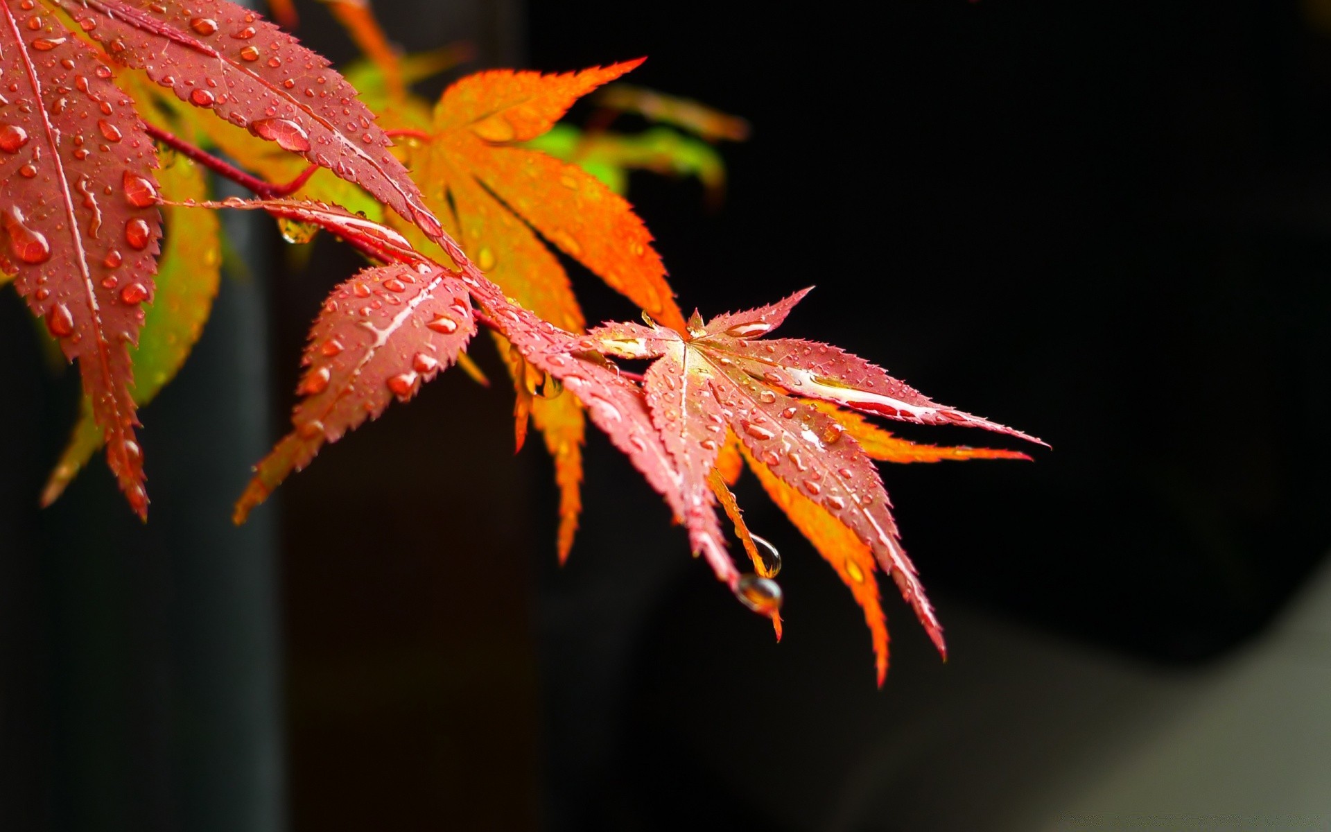 macro fotografia foglia autunno natura flora maple colore luminoso luce esterna albero stagione di legno