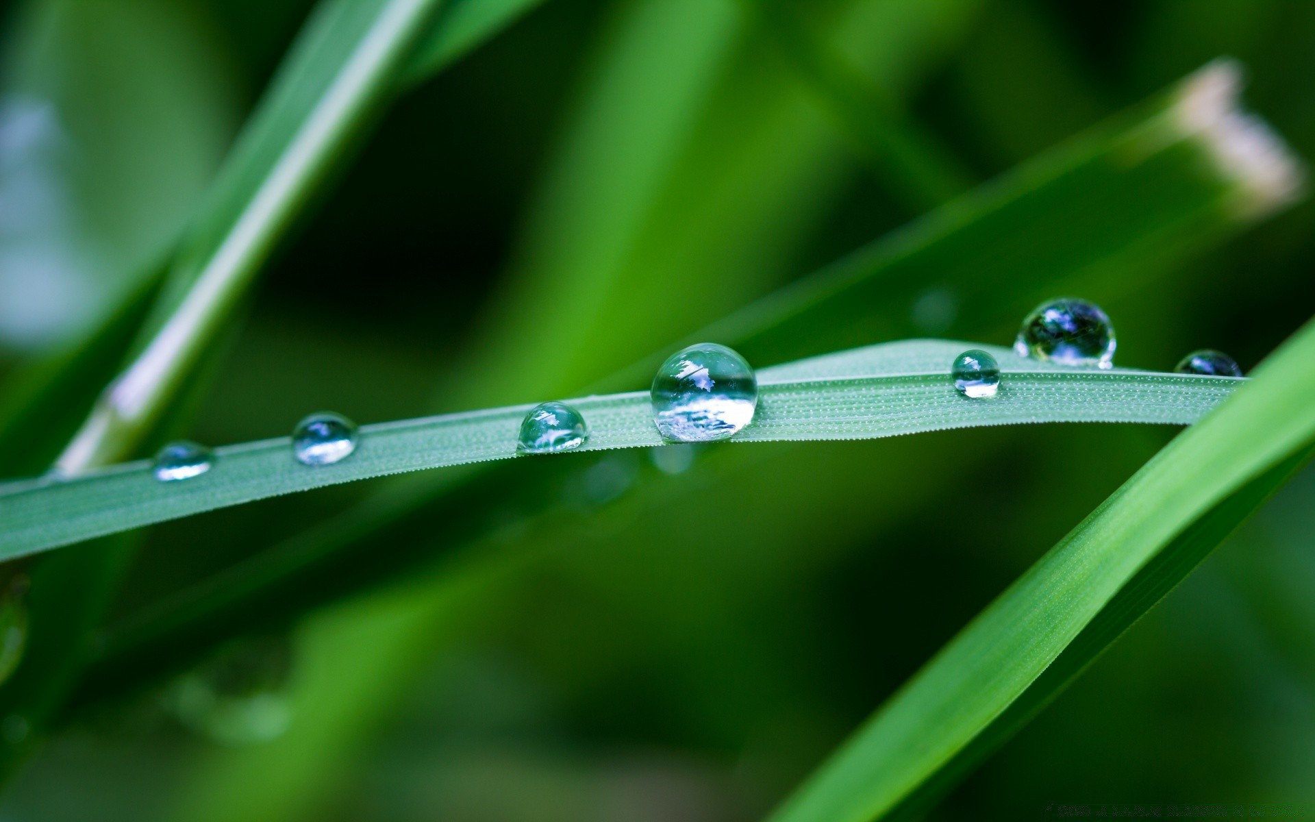 makro deszcz rosy spadek krople liść mokre ostrze flora trawa ogród krople czystość natura środowisko wzrost świeżość