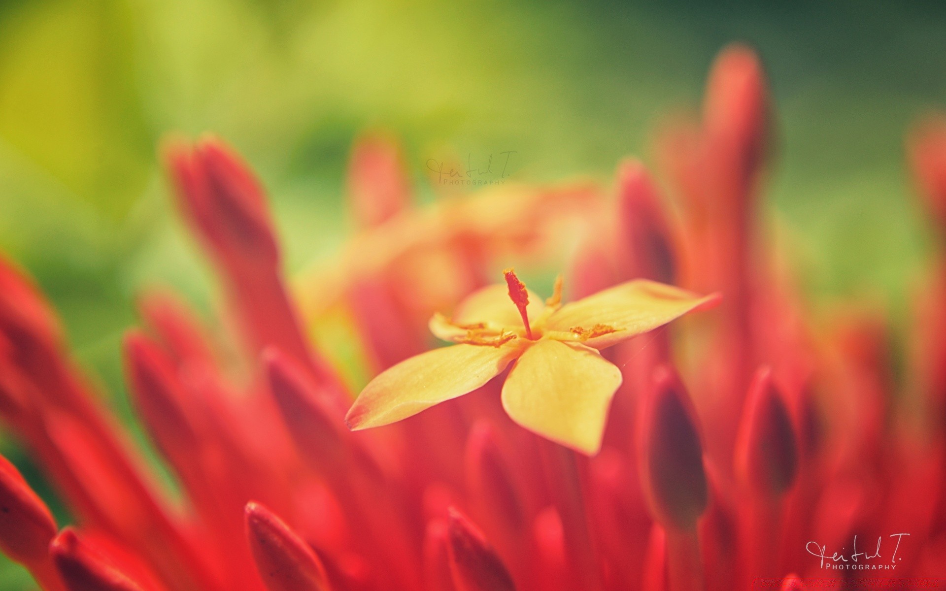 macro natureza flor verão brilhante flora ao ar livre folha borrão jardim pétala crescimento bom tempo