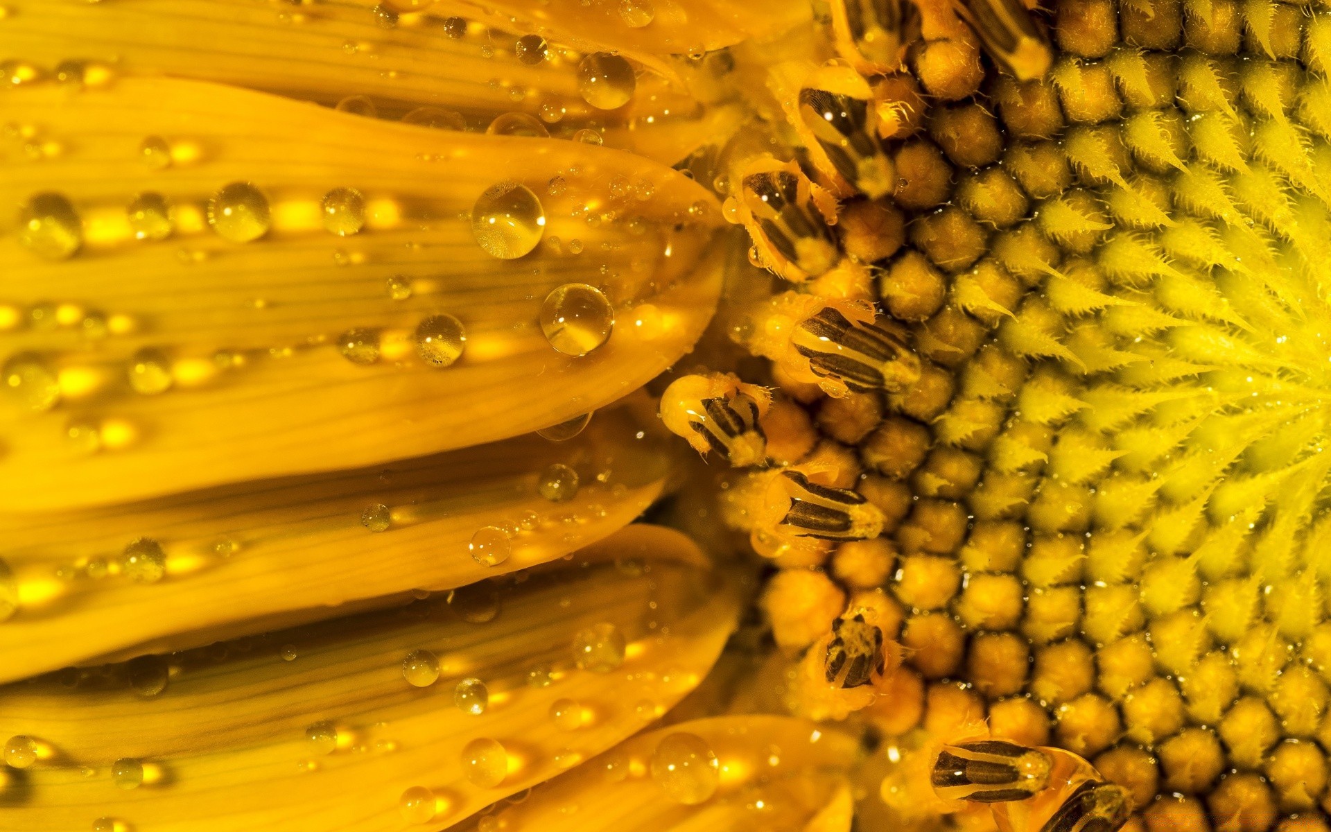 makro pulpit zdrowie kolor natura zdrowy