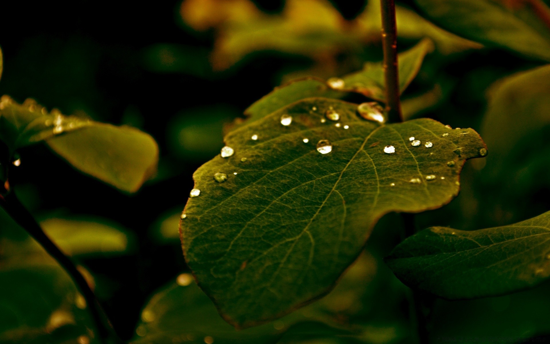 macro leaf nature rain flora dew growth drop summer outdoors tree garden environment