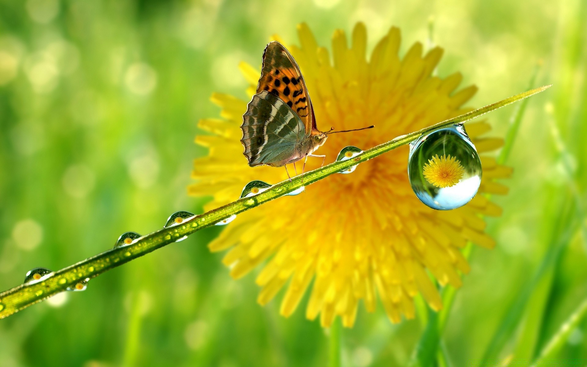 makro fotoğrafçılığı doğa böcek kelebek yaz çimen flora bahçe yaprak çiçek ortamlar hayvan saman otu parlak açık havada renk küçük