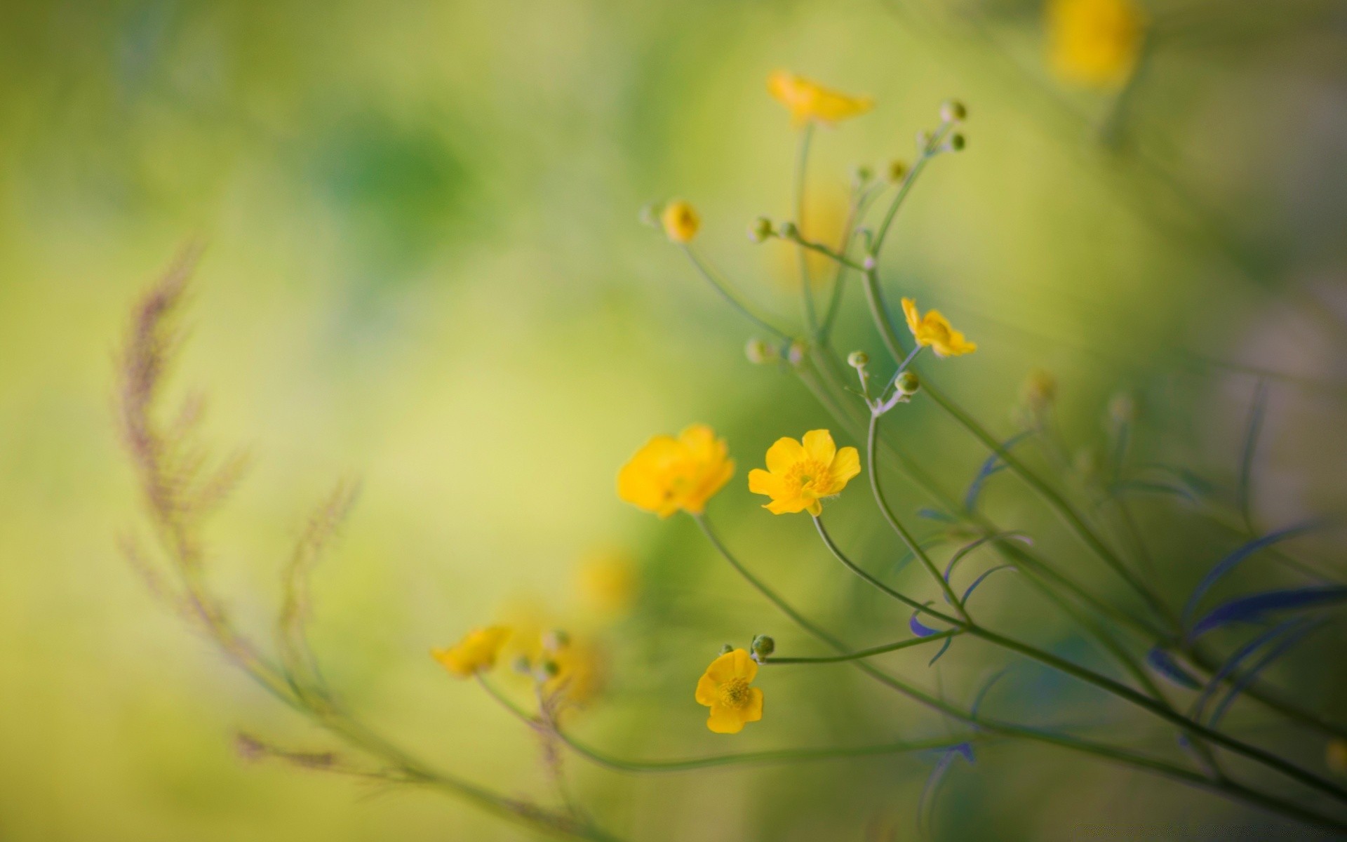 makro fotoğrafçılığı çiçek doğa flora bahçe yaprak yaz bulanıklık renk çiçek böcek masaüstü büyüme parlak çimen yakın çekim açık havada