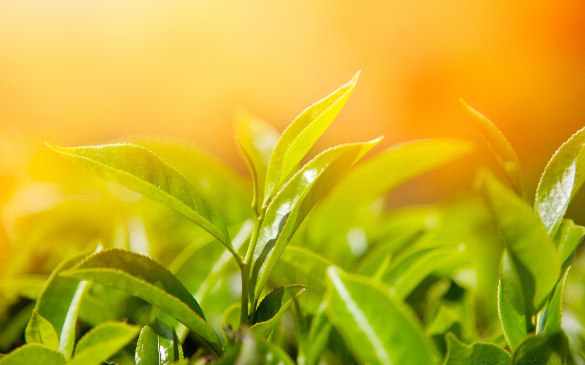 makro fotoğrafçılığı doğa yaprak flora yaz çiçek parlak bahçe yakın çekim güzel hava renk güneş alan bulanıklık yanında masaüstü büyüme ışık çiçek güzel