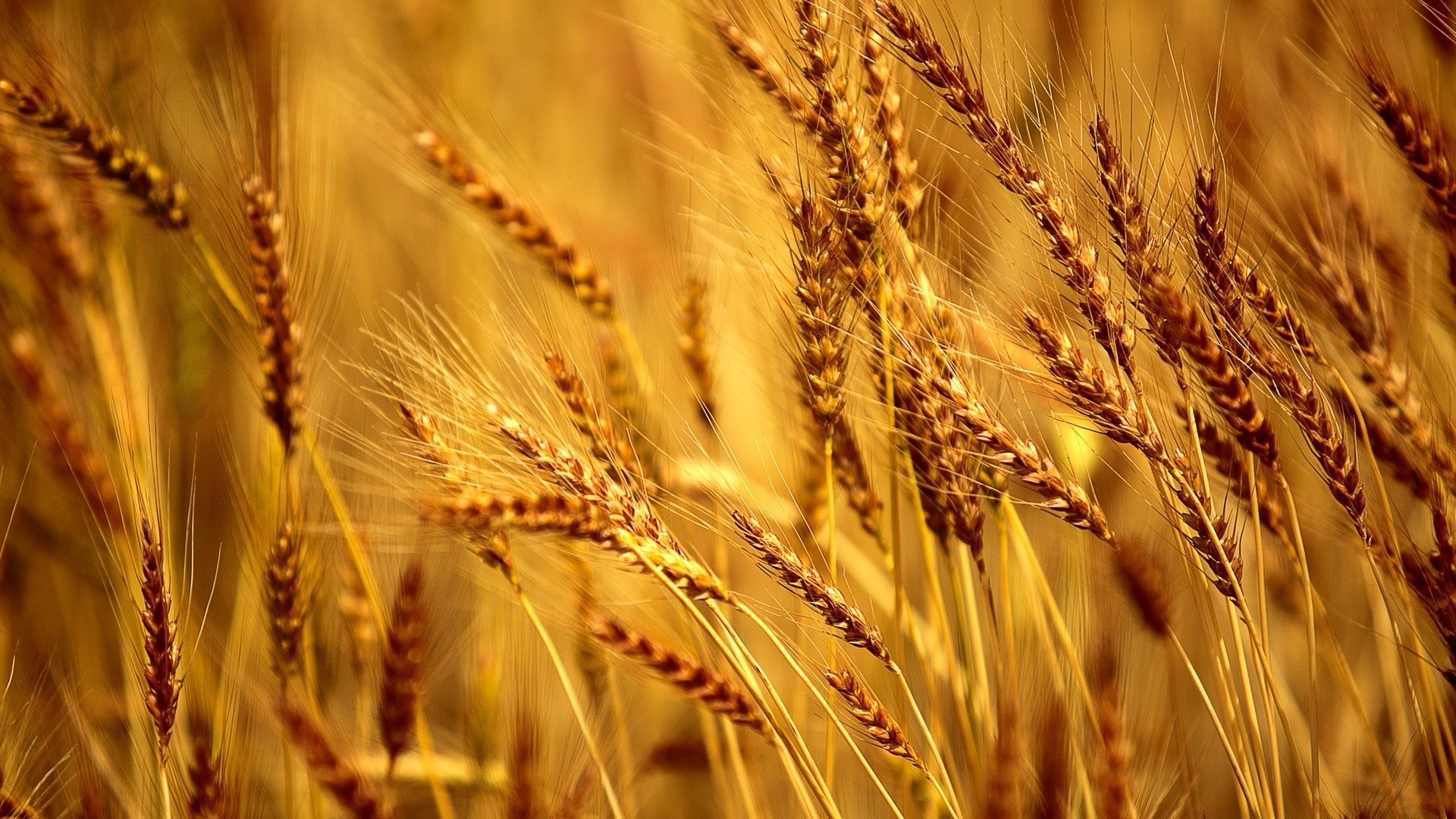 macro shot blé céréales seigle pain paille maïs pâturage or rural orge récolte terres agricoles farine pic campagne semences foin ferme niva