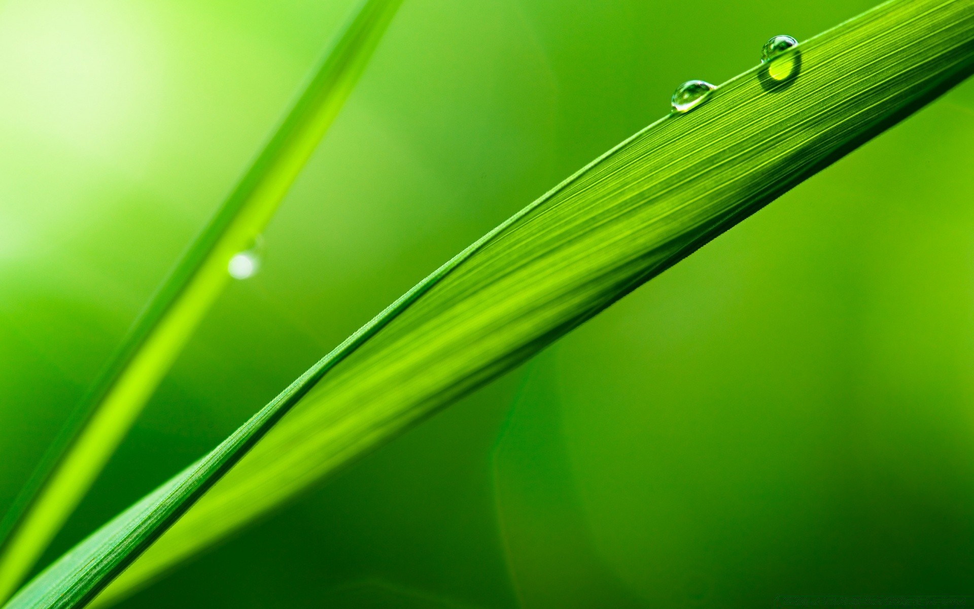 macro orvalho chuva queda gotas folha gotas lâmina flora molhado crescimento limpeza jardim resumo grama exuberante água natureza