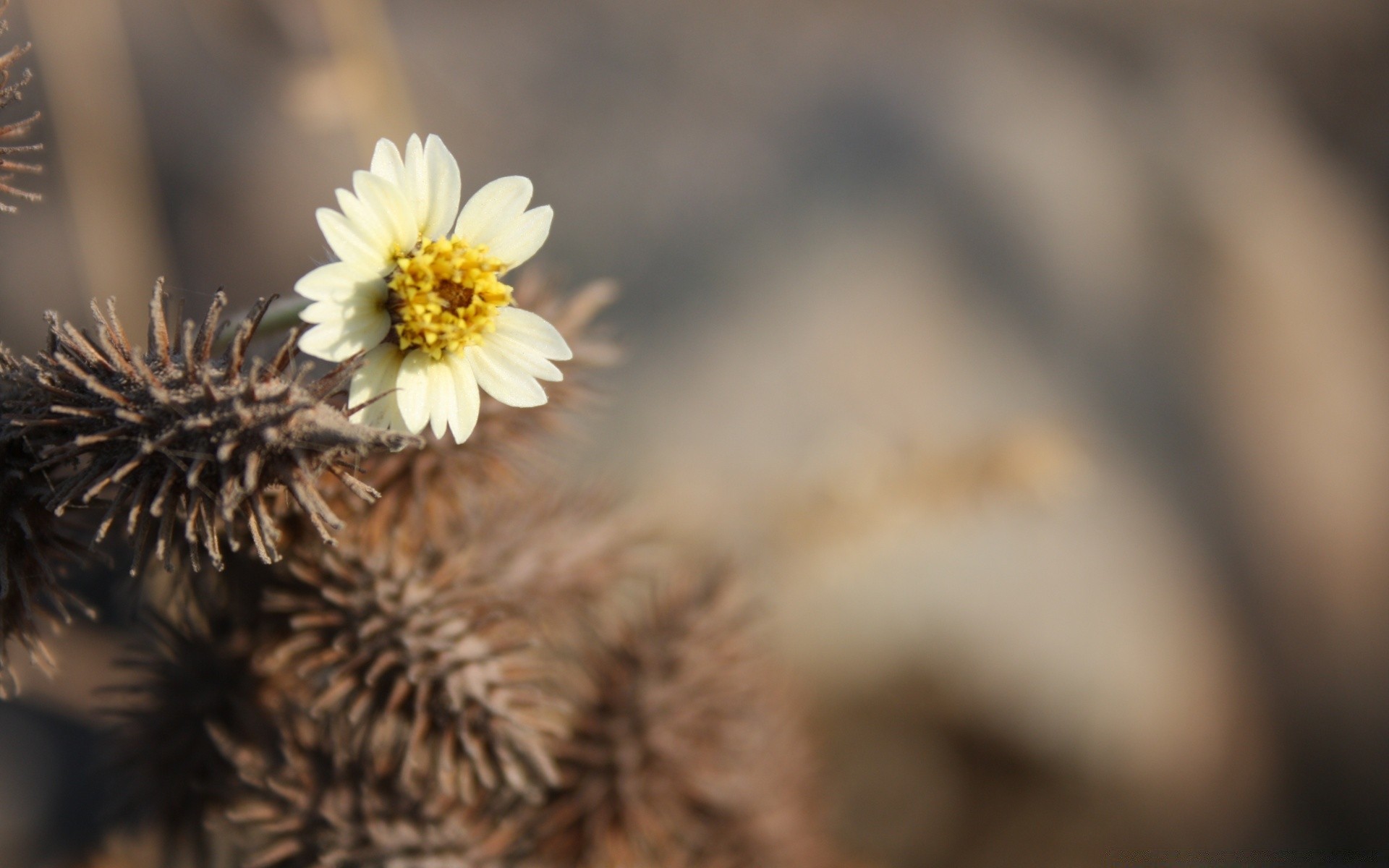 makro natura kwiat rozmycie flora na zewnątrz