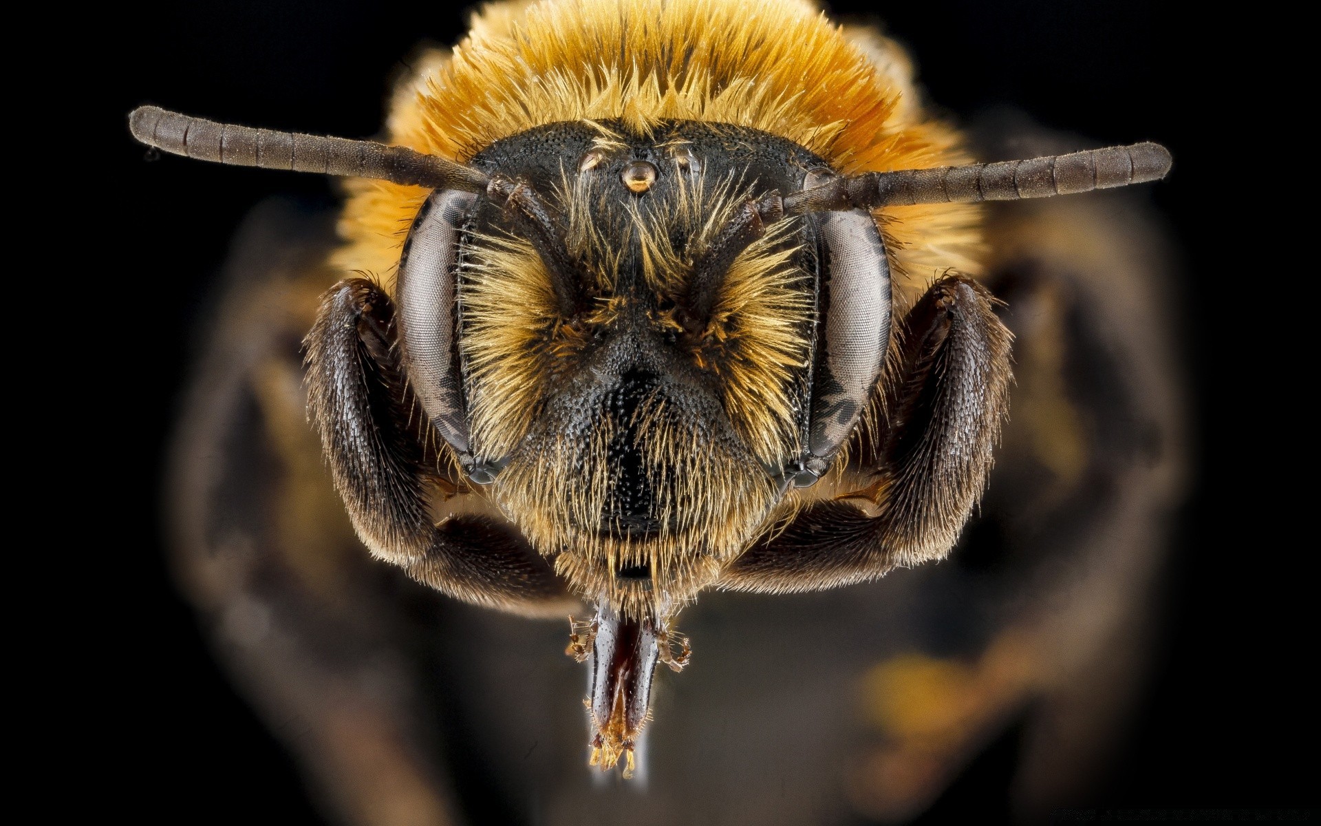 makroaufnahme insekt natur wirbellose tier tierwelt biene schließen