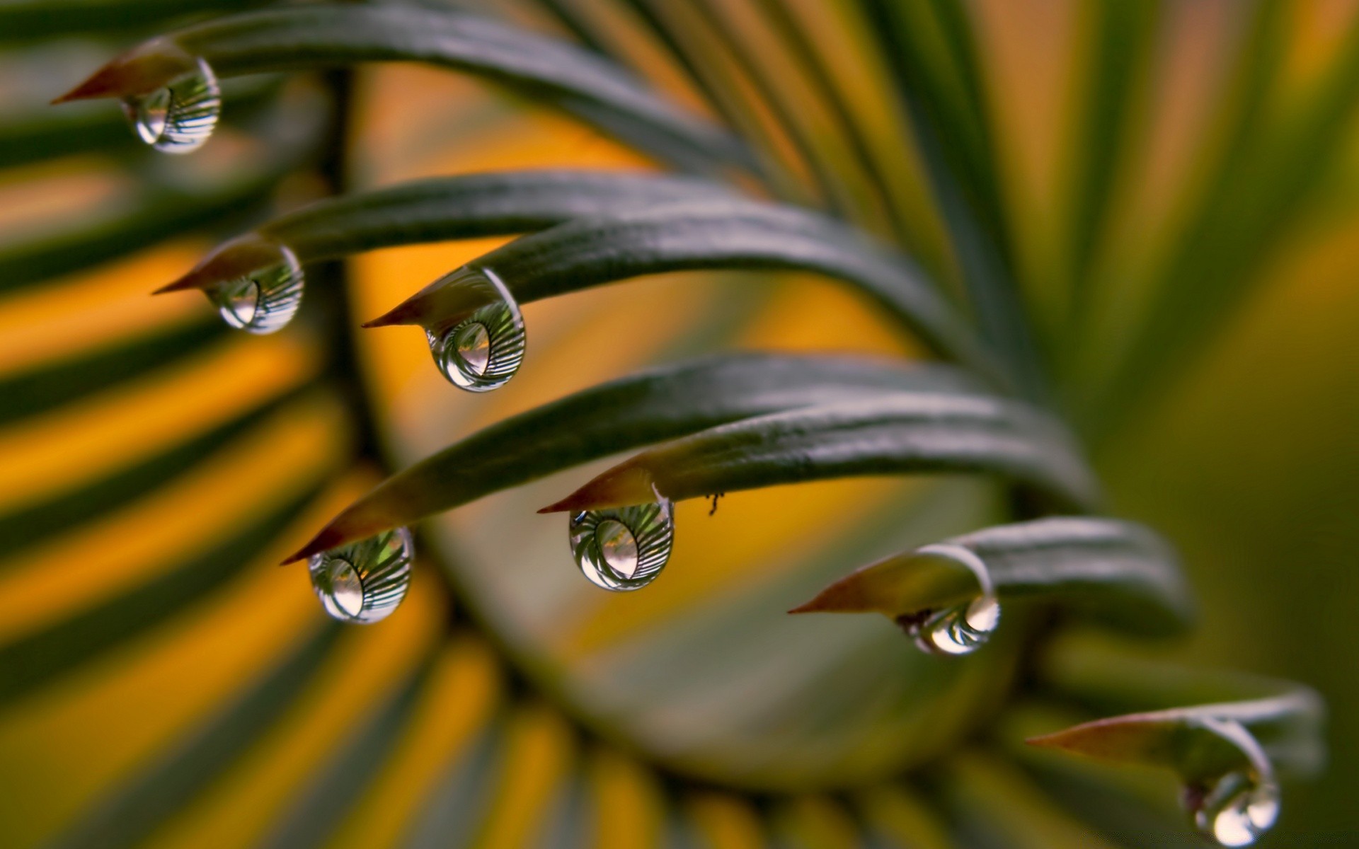 fotografia macro chuva natureza queda folha orvalho água borrão flora pureza dof gotas ao ar livre cor jardim