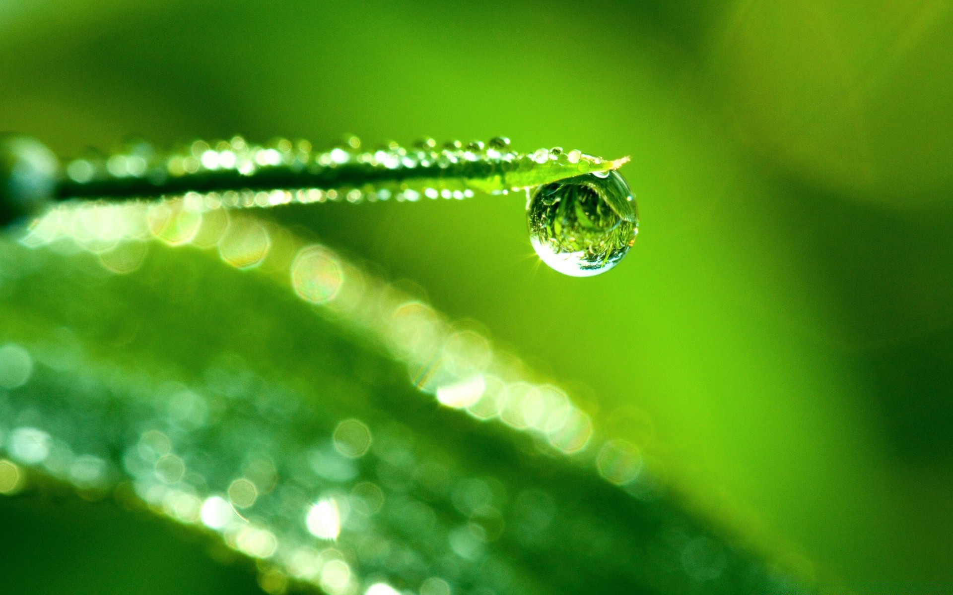 macro pluie rosée chute feuille gouttes eau humide nature propreté gouttes flou flore dof propre herbe croissance aube lumineux