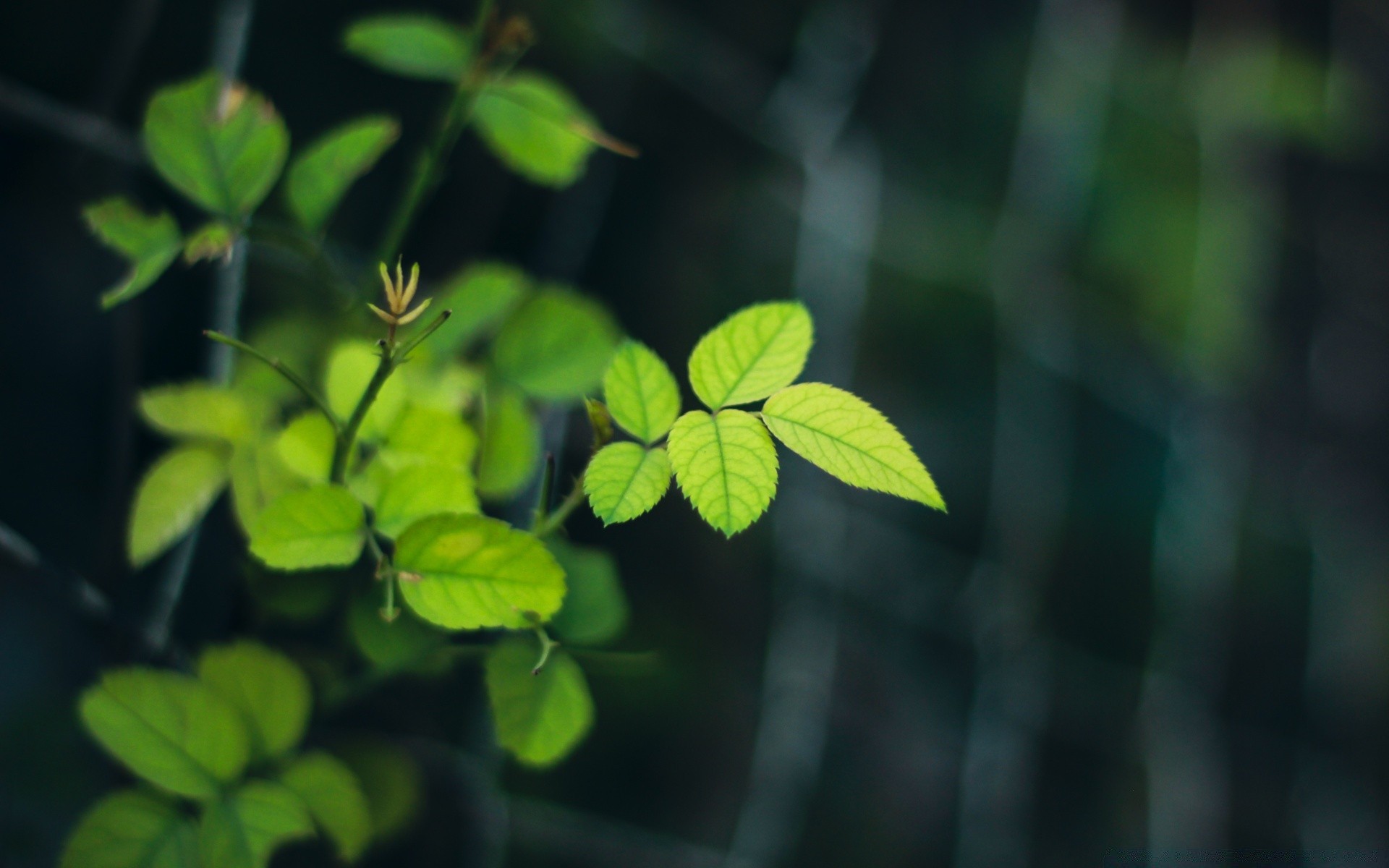 macro leaf growth flora nature garden lush summer tree environment light ecology outdoors rain