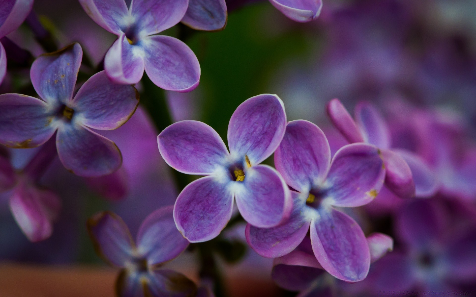 makro fotoğrafçılığı çiçek doğa flora bahçe çiçek petal çiçek açan yaprak yaz