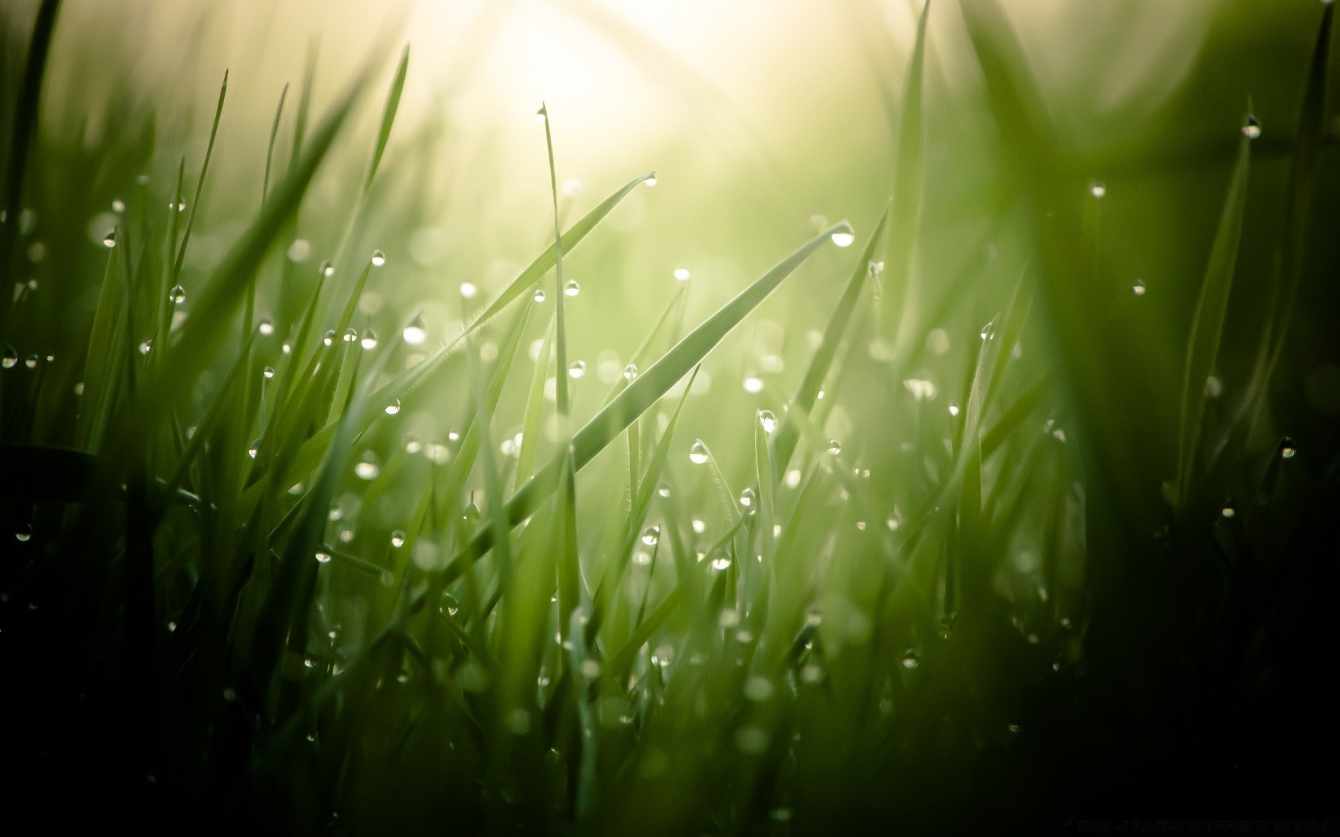 makroaufnahme gras tau natur blatt garten regen sommer hell üppig rasen fallen flora steigen sonne