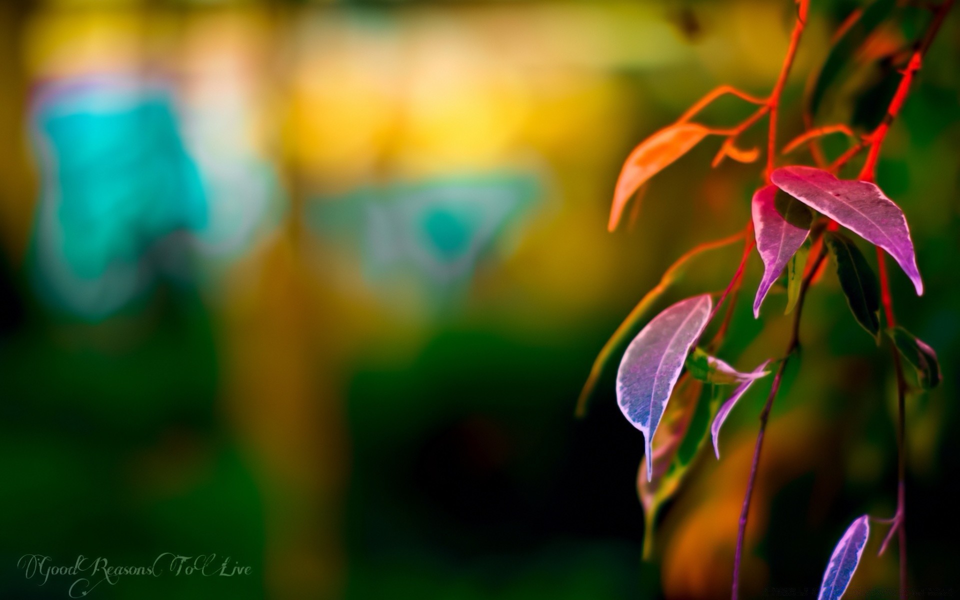 macro nature blur leaf outdoors bright summer flower flora