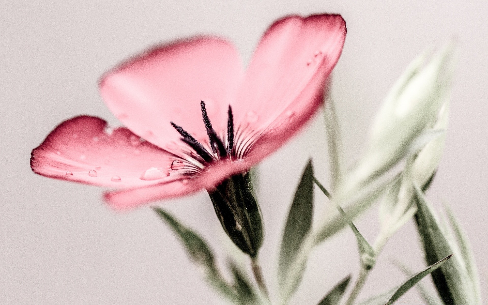 macro flower nature leaf still life flora summer blur bright delicate