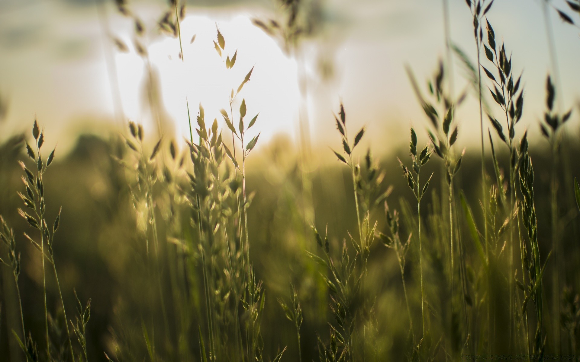 macro wheat cereal field sun rural pasture grass nature farm bread corn summer agriculture gold straw growth fair weather countryside rye