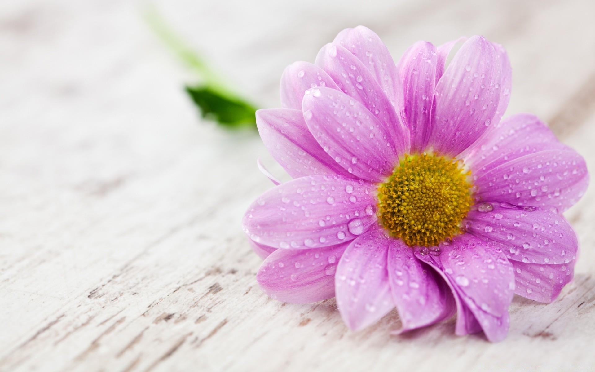 macro nature flower flora summer petal leaf bright floral close-up garden blooming color beautiful